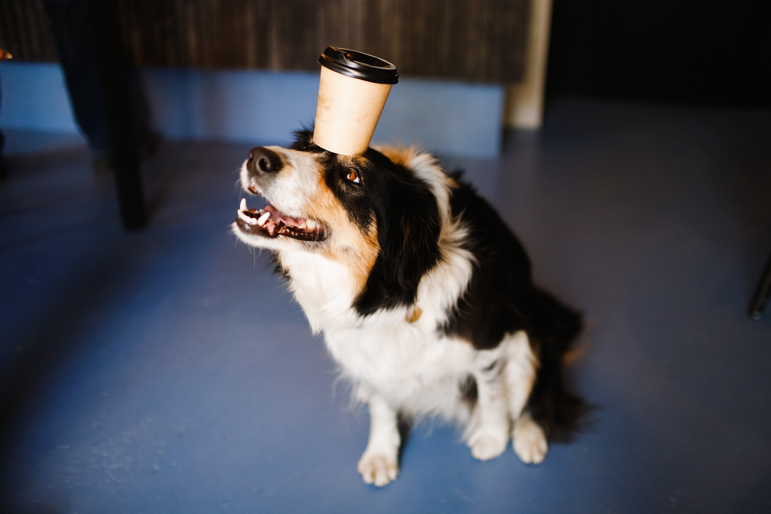 Dog trainer blog content. Kaja | fotograf we Wrocławiu | ludzie i psy