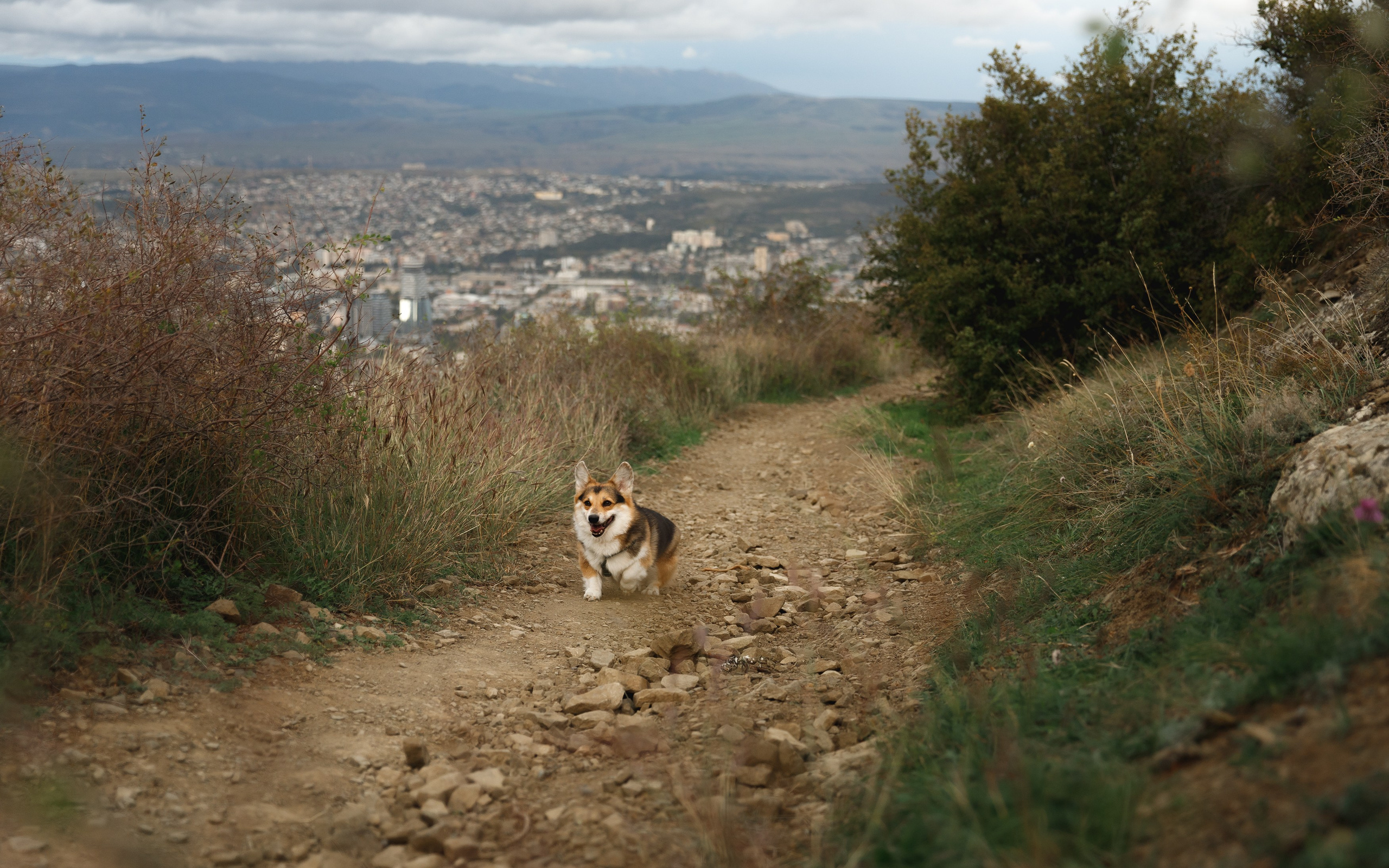 Sasha & Leonid. Kaja | fotograf psów we Wrocławiu