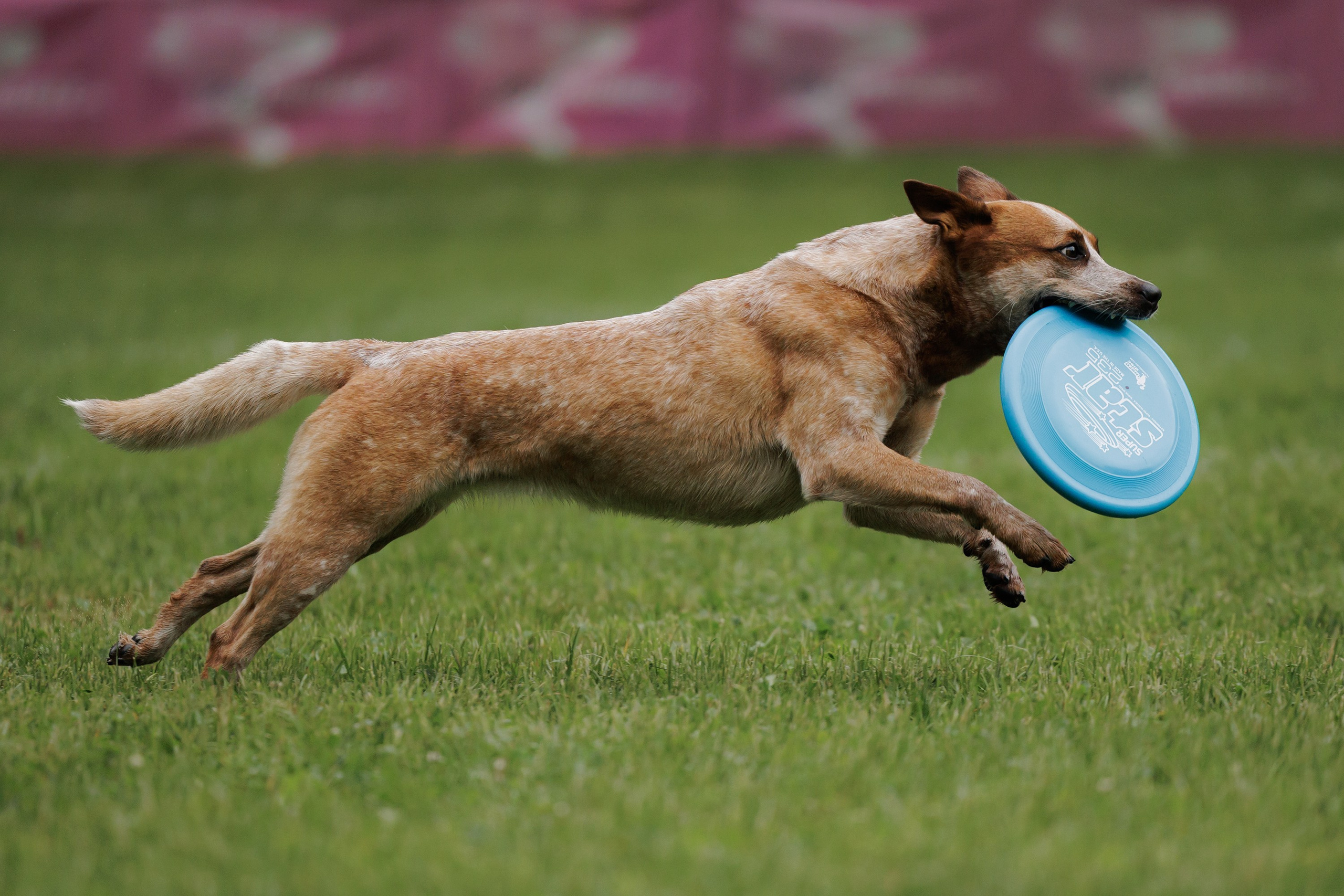 Latające psy, Wrocław'25. Kaja | fotograf psów we Wrocławiu