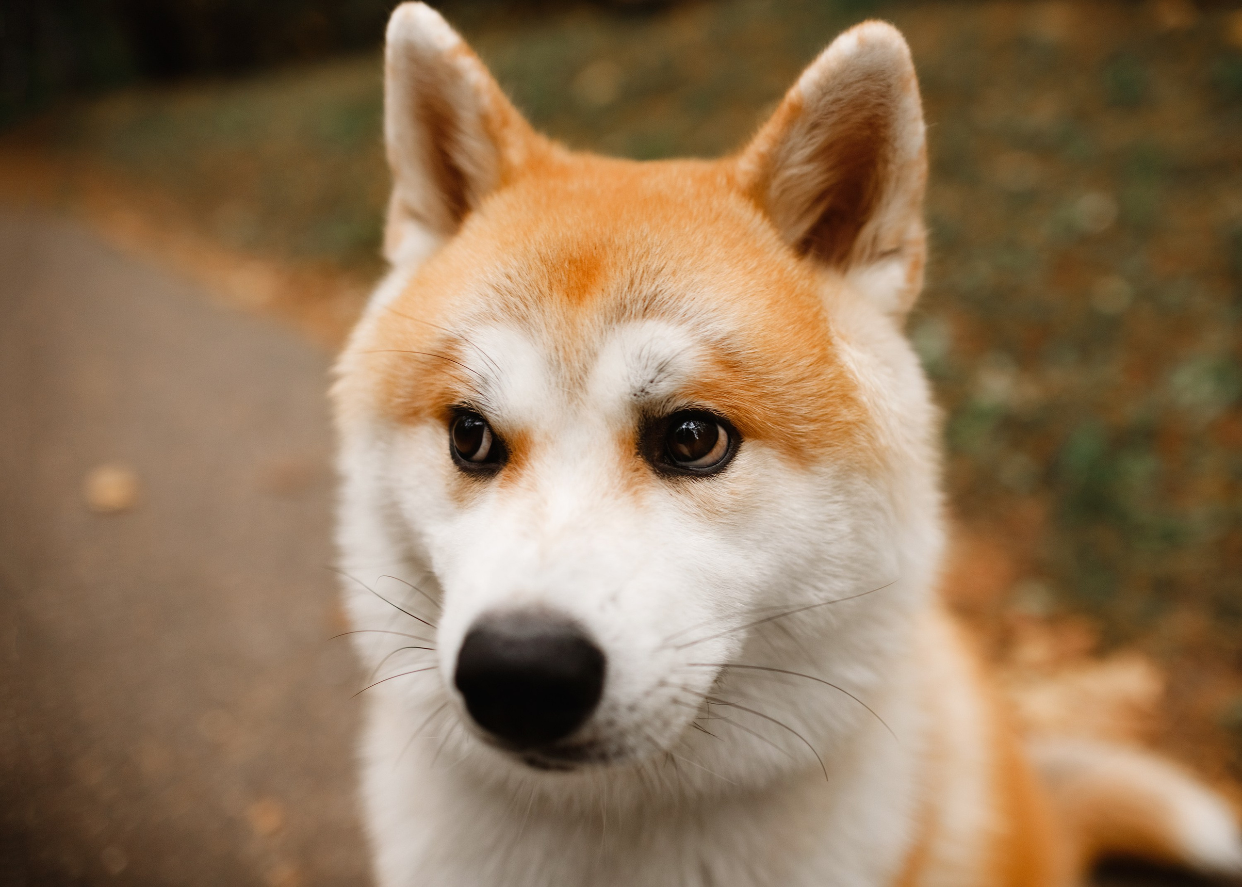 Maria & Kenji. Kaja | fotograf we Wrocławiu | ludzie i psy