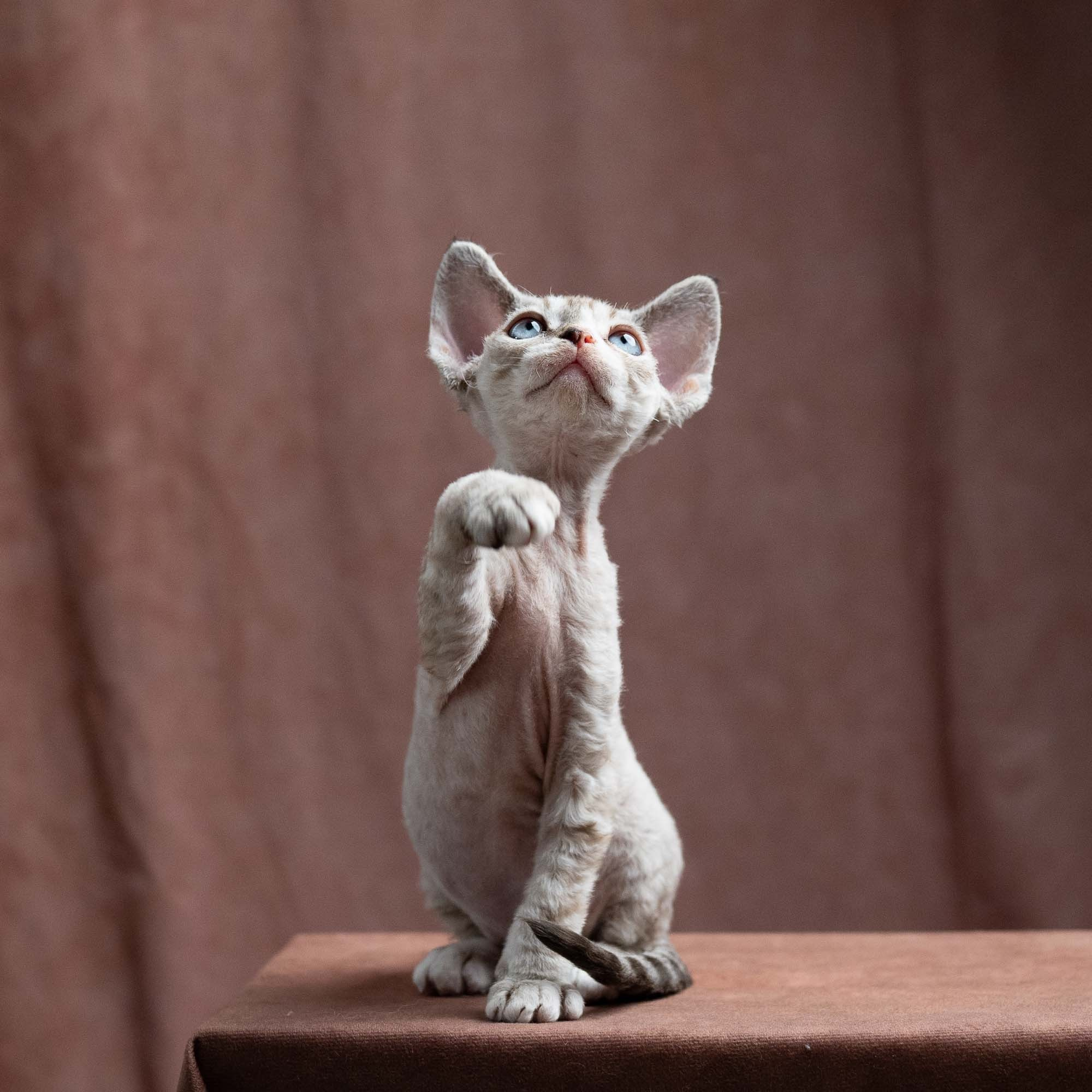 Fuzzy, boy, born on 01.01.25. Devon Rex Pixie Cattery