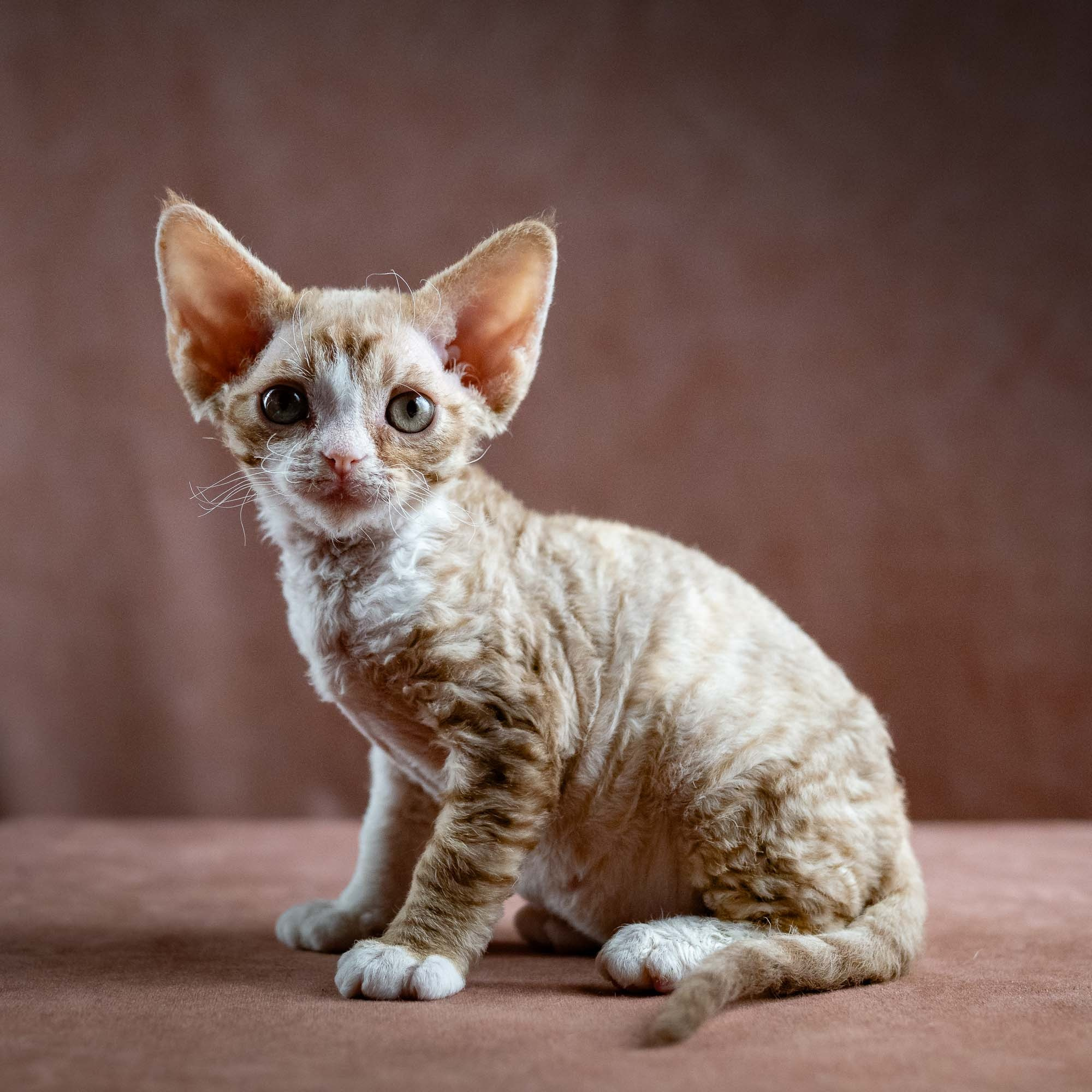 Houston, girl, born 04.20.25. Devon Rex Pixie Cattery