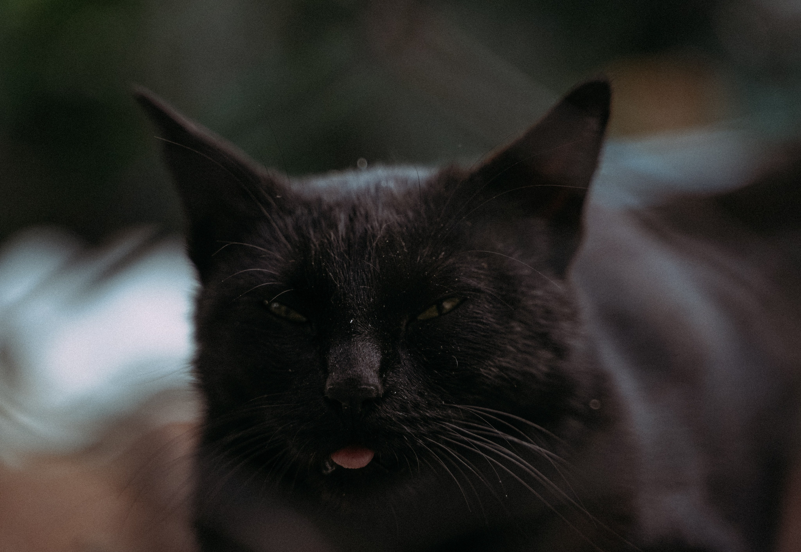 Кот шпедингера. Стрит-фотография, полная абсурда, идиотизма и красоты