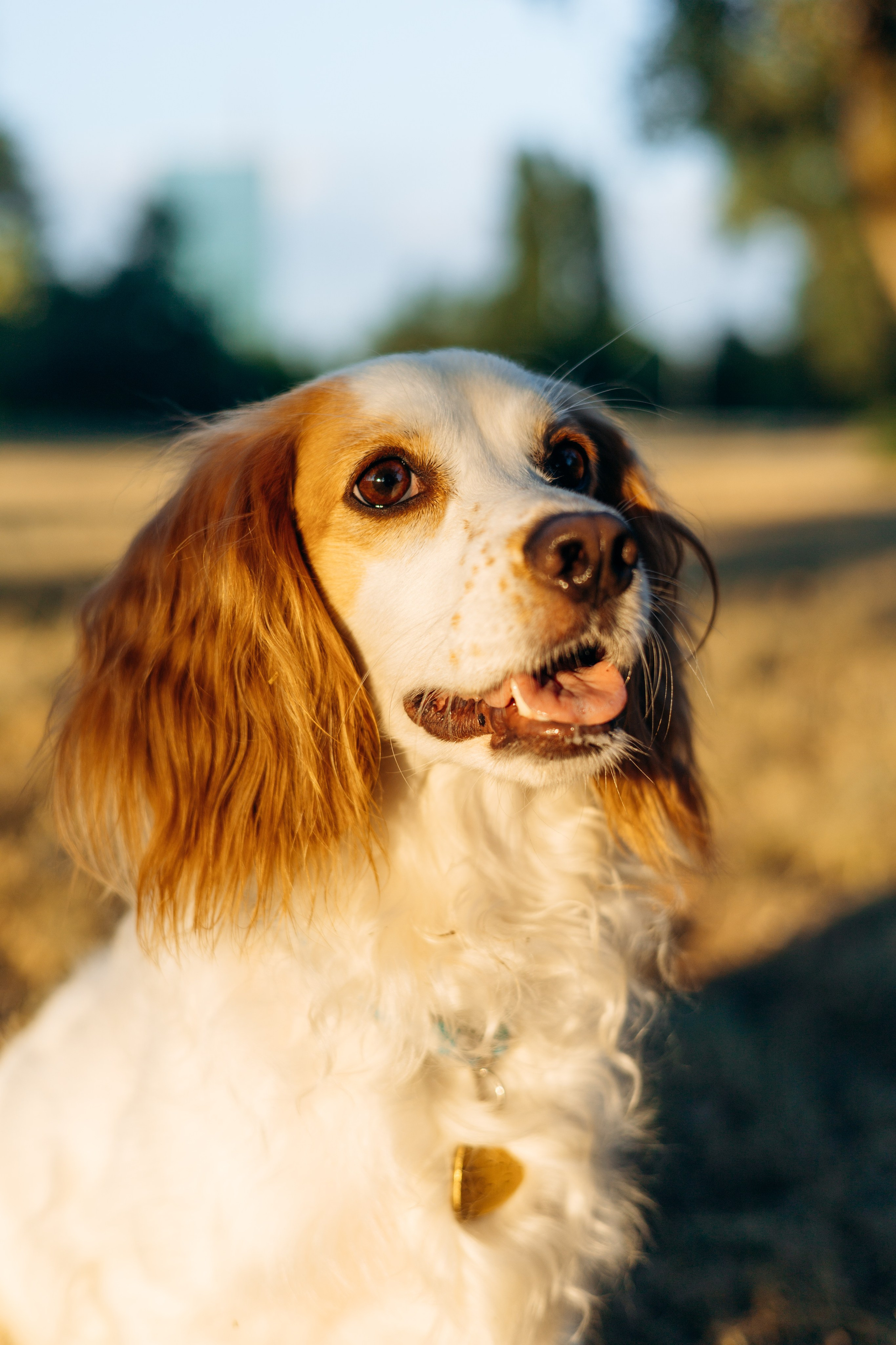 Софья и Арья. Фотограф-анималист | Белград