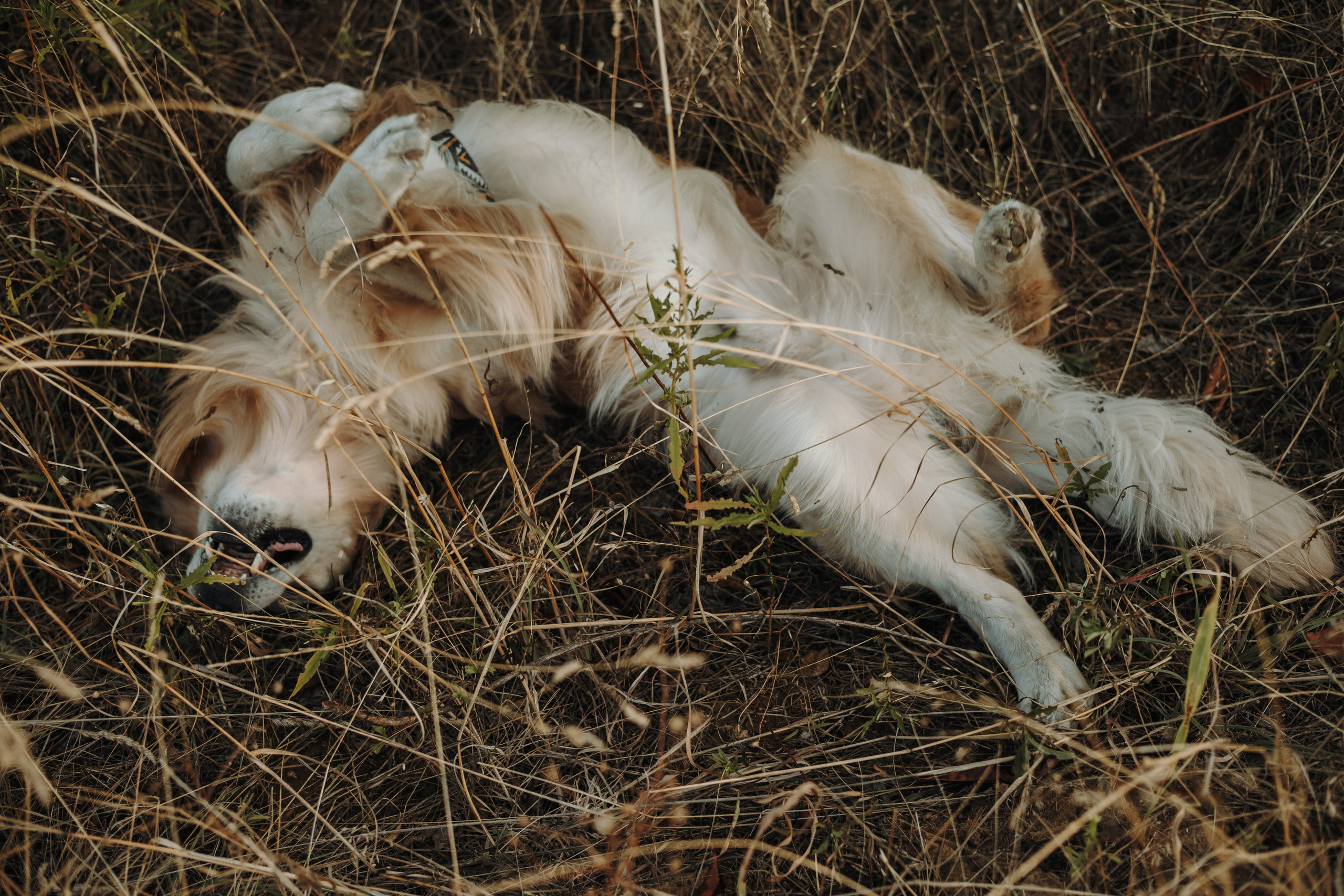 Катя и Бро. Фотограф-анималист | Белград