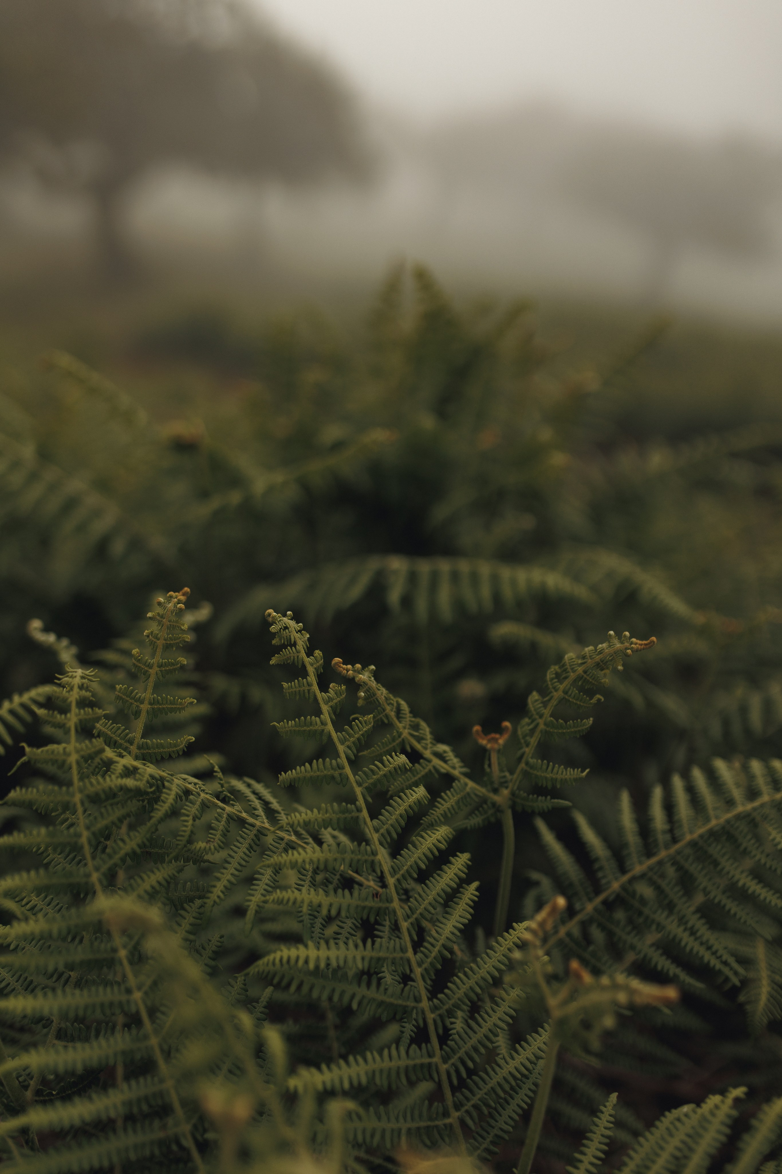 Elopement in Madeira | Mystical Forest of Fanal. Wedding photographer and videographer based in Timisoara, Romania