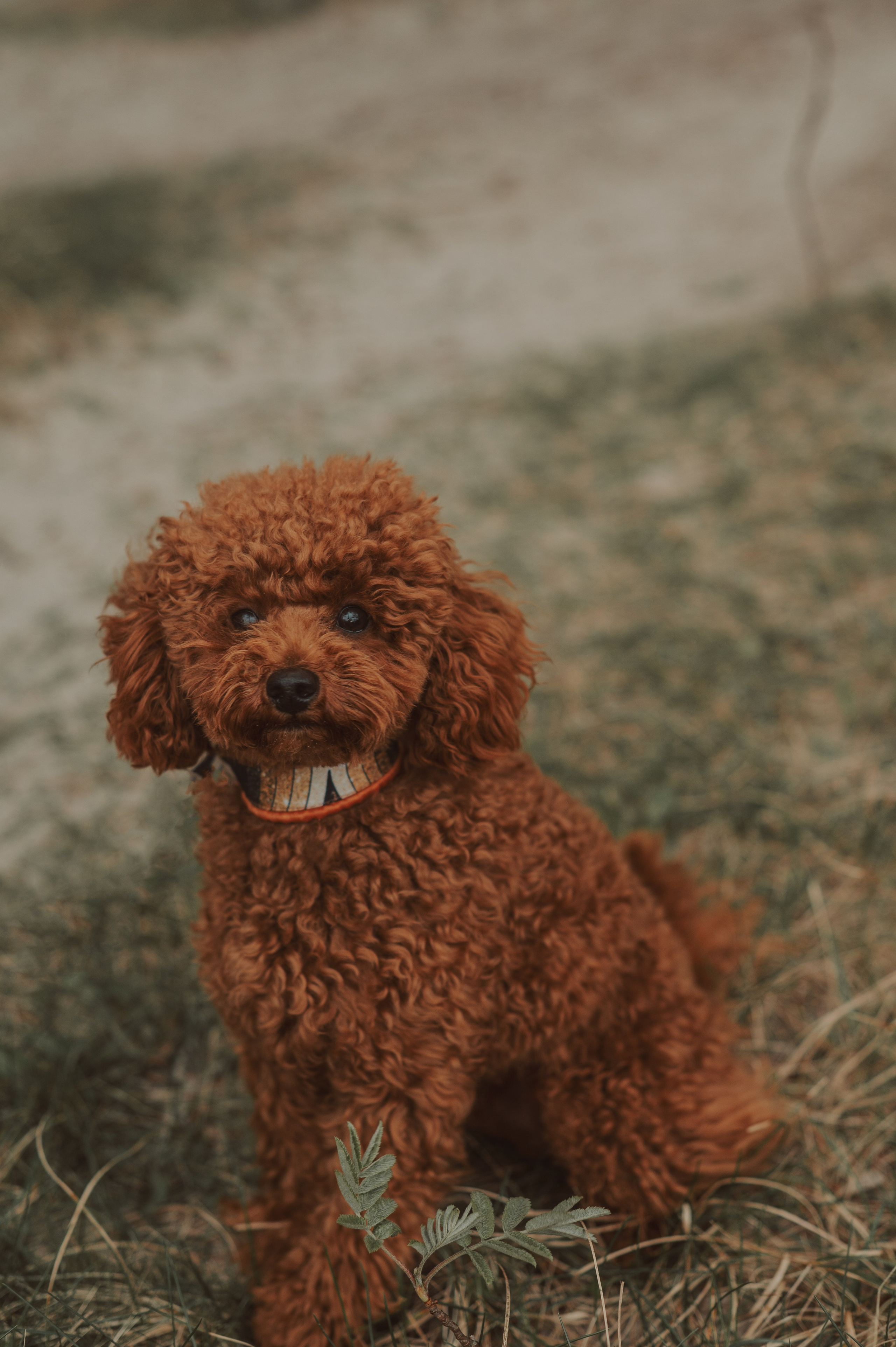 Фотосессия на природе в лесу. Фотограф в Калининграде Анна Пошкус