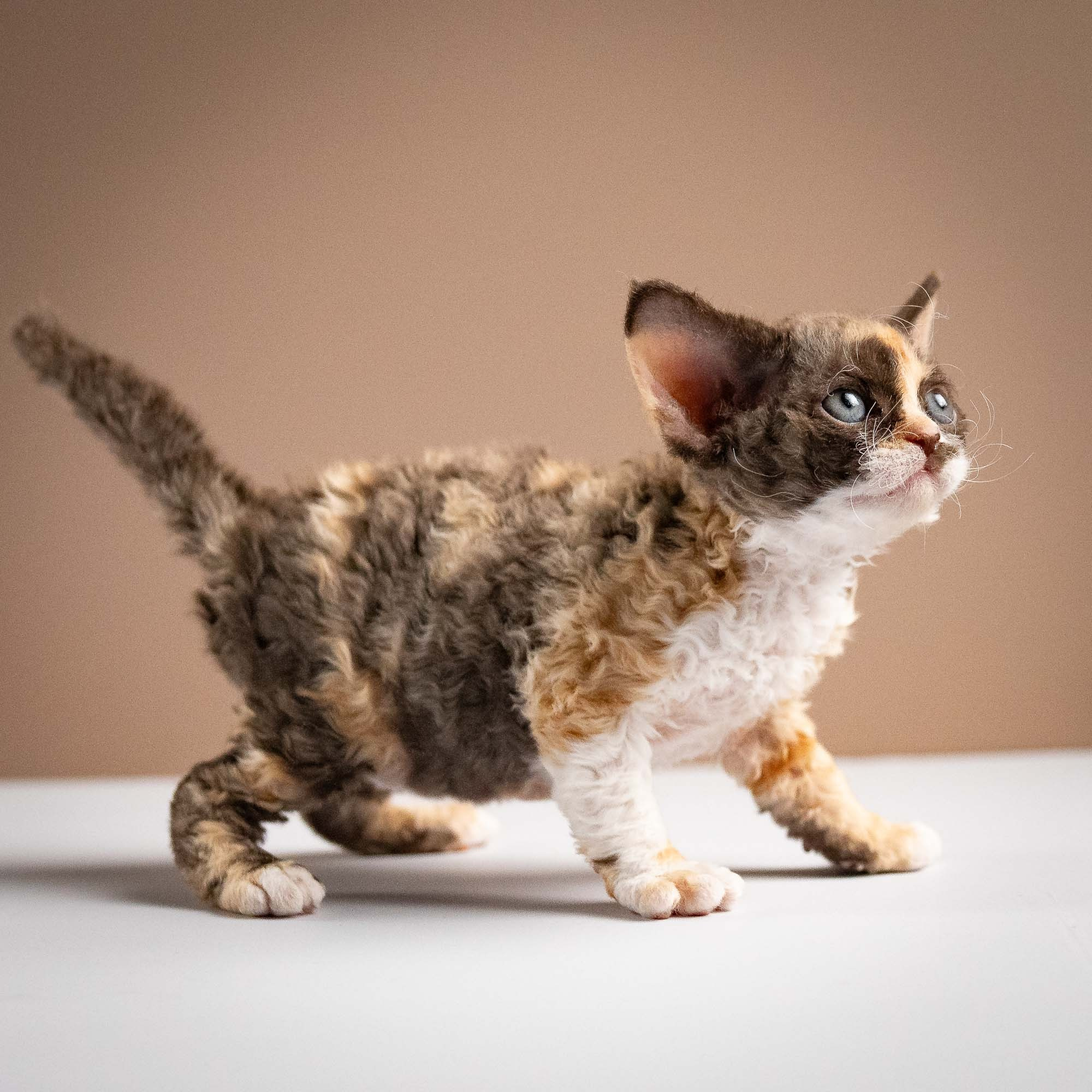 Polly, girl, born 02.11.26. Devon Rex Pixie Cattery