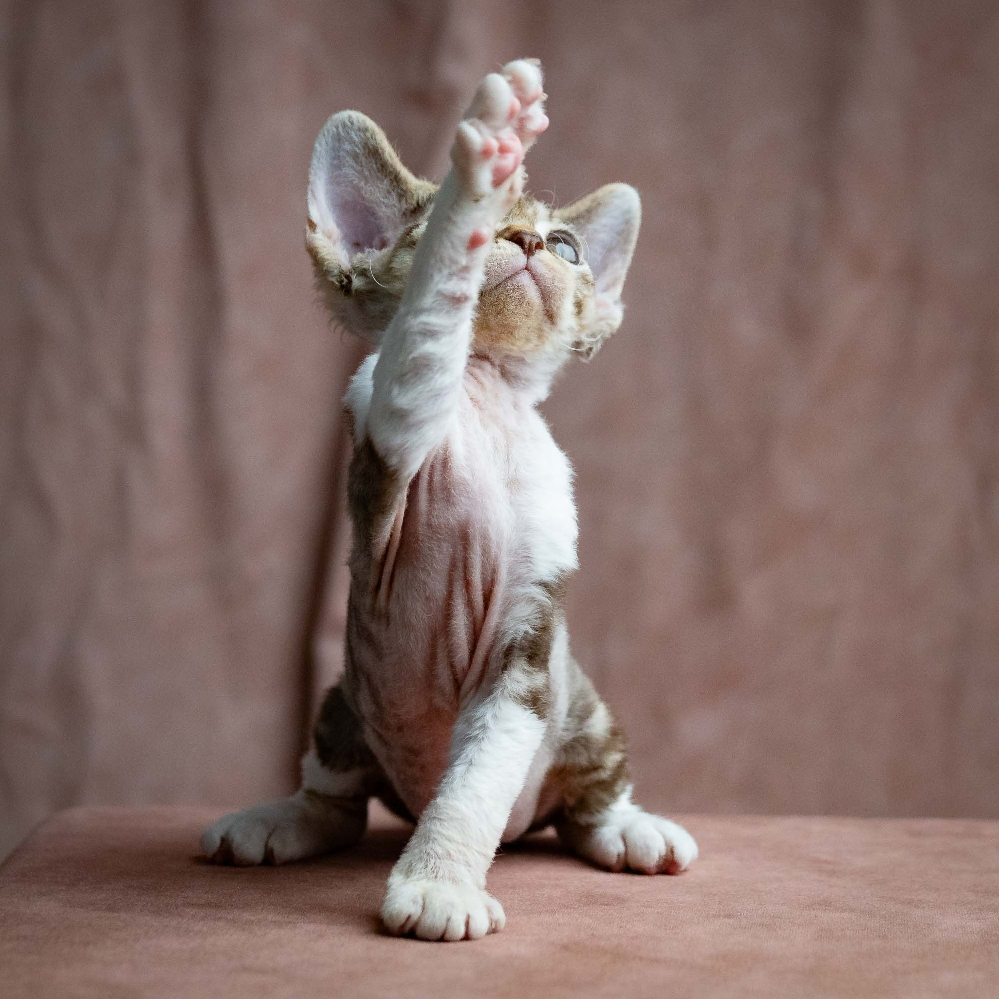 Simon, boy, born 05.15.26. Devon Rex Pixie Cattery