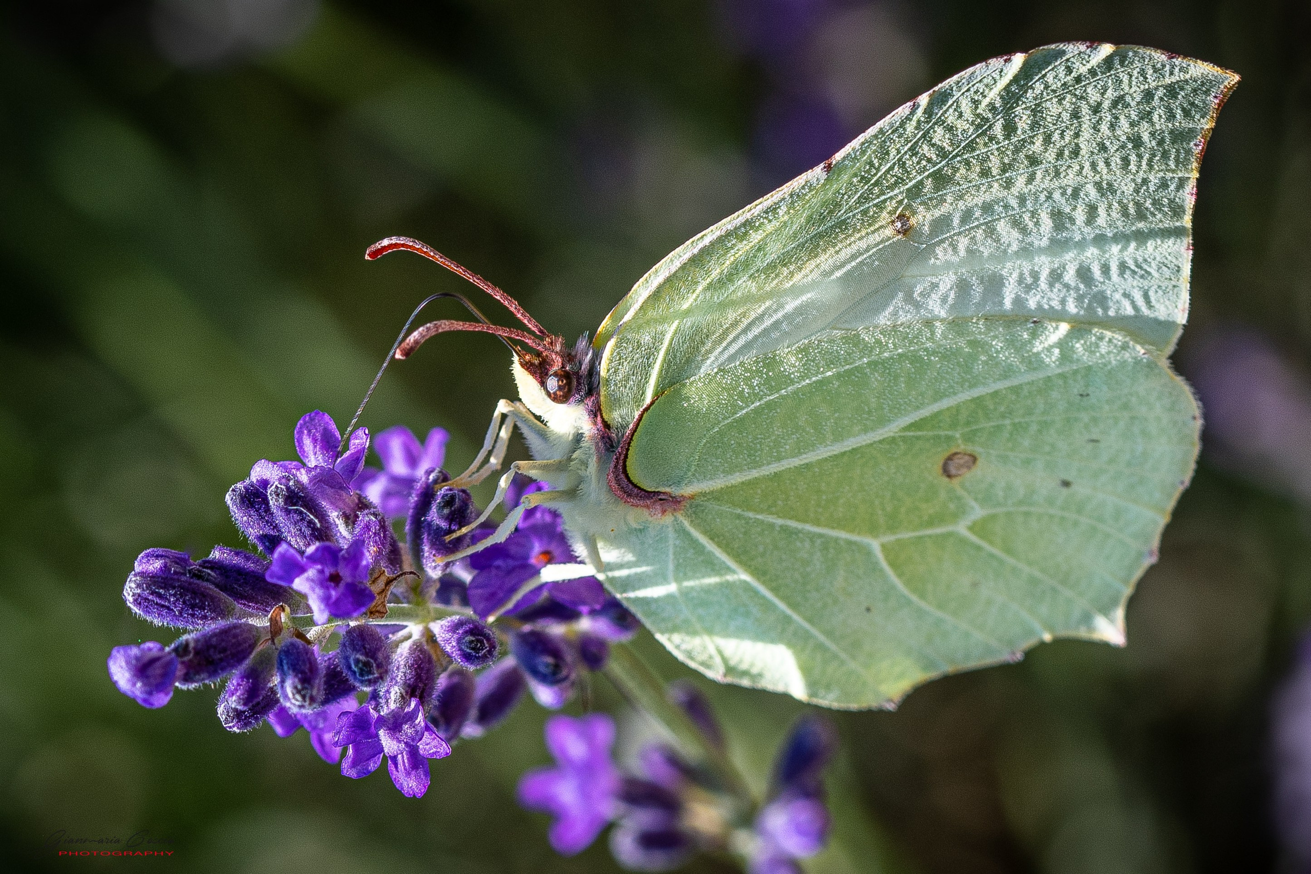 Farfalle. “Gianmaria Coscia fotografo per passione”