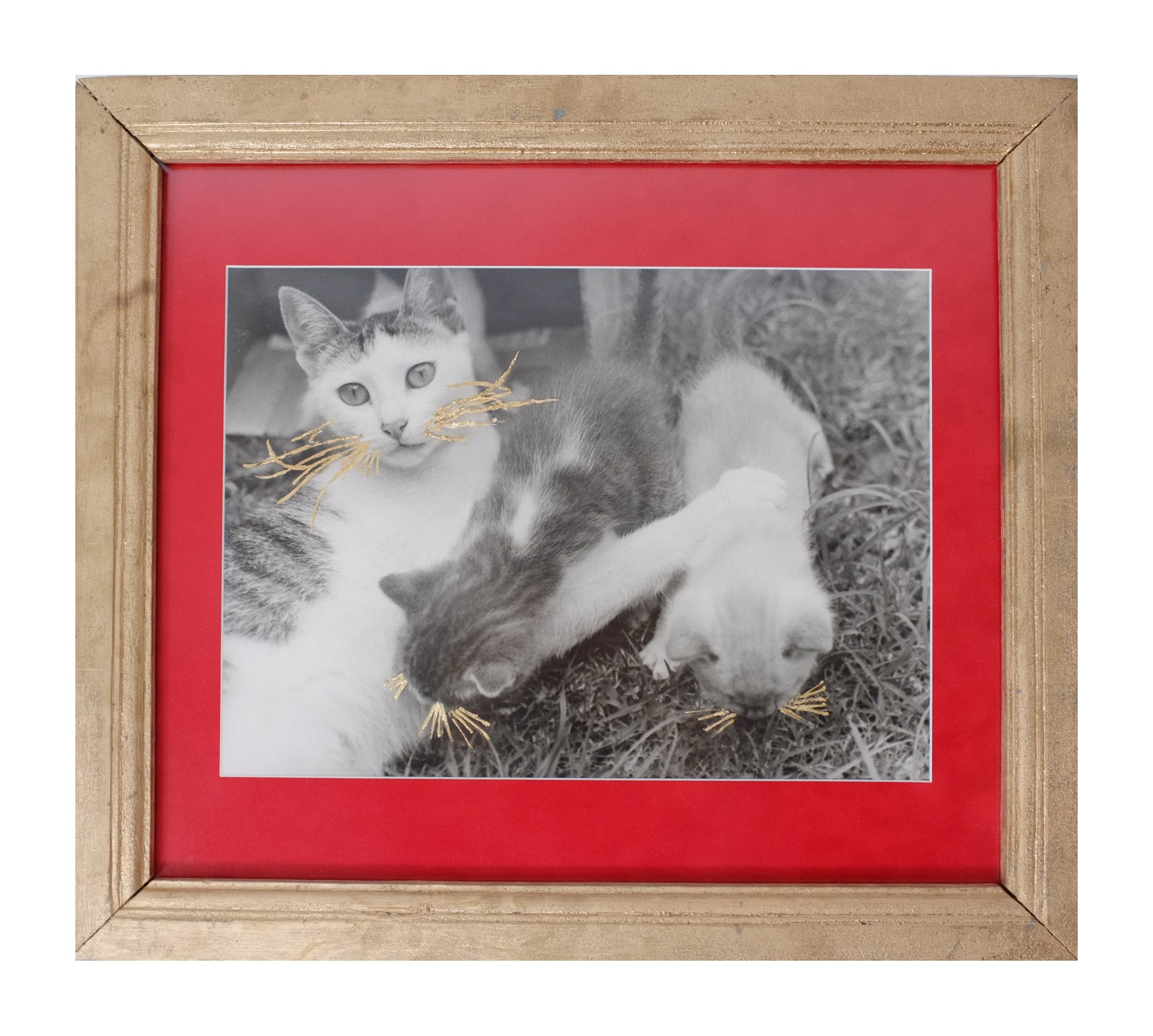 Cat Caravan. Natalia Parfenova visual artist film photographer