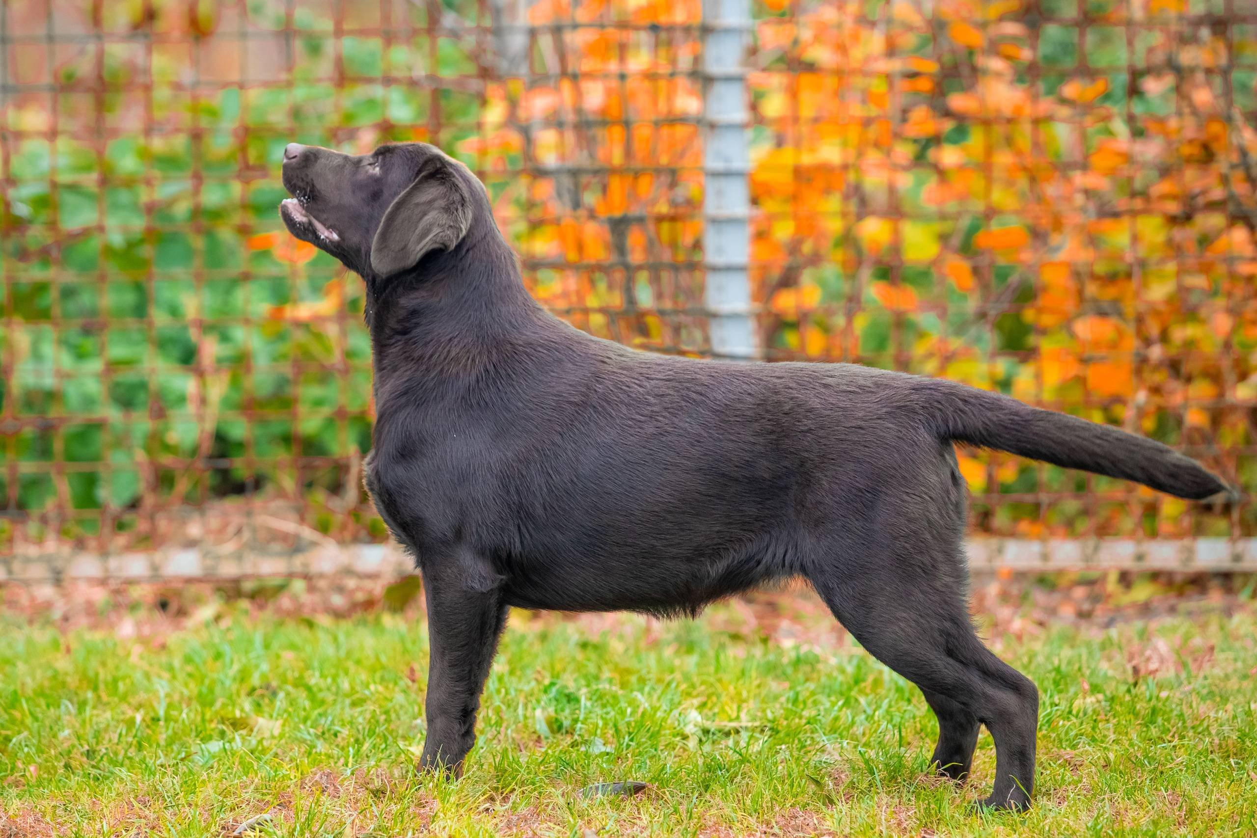 Шоколадний лабрадор ретривер