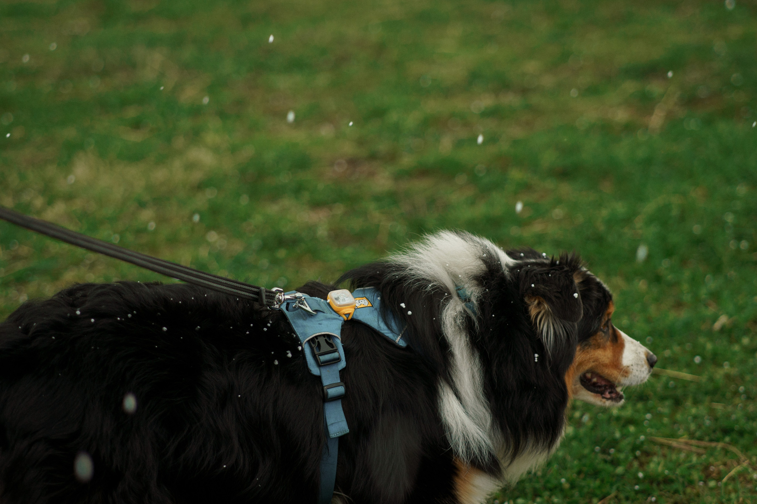 Herding Days, 26 apr. 2025. Kat Laisaar — Pet photographer in Tallinn