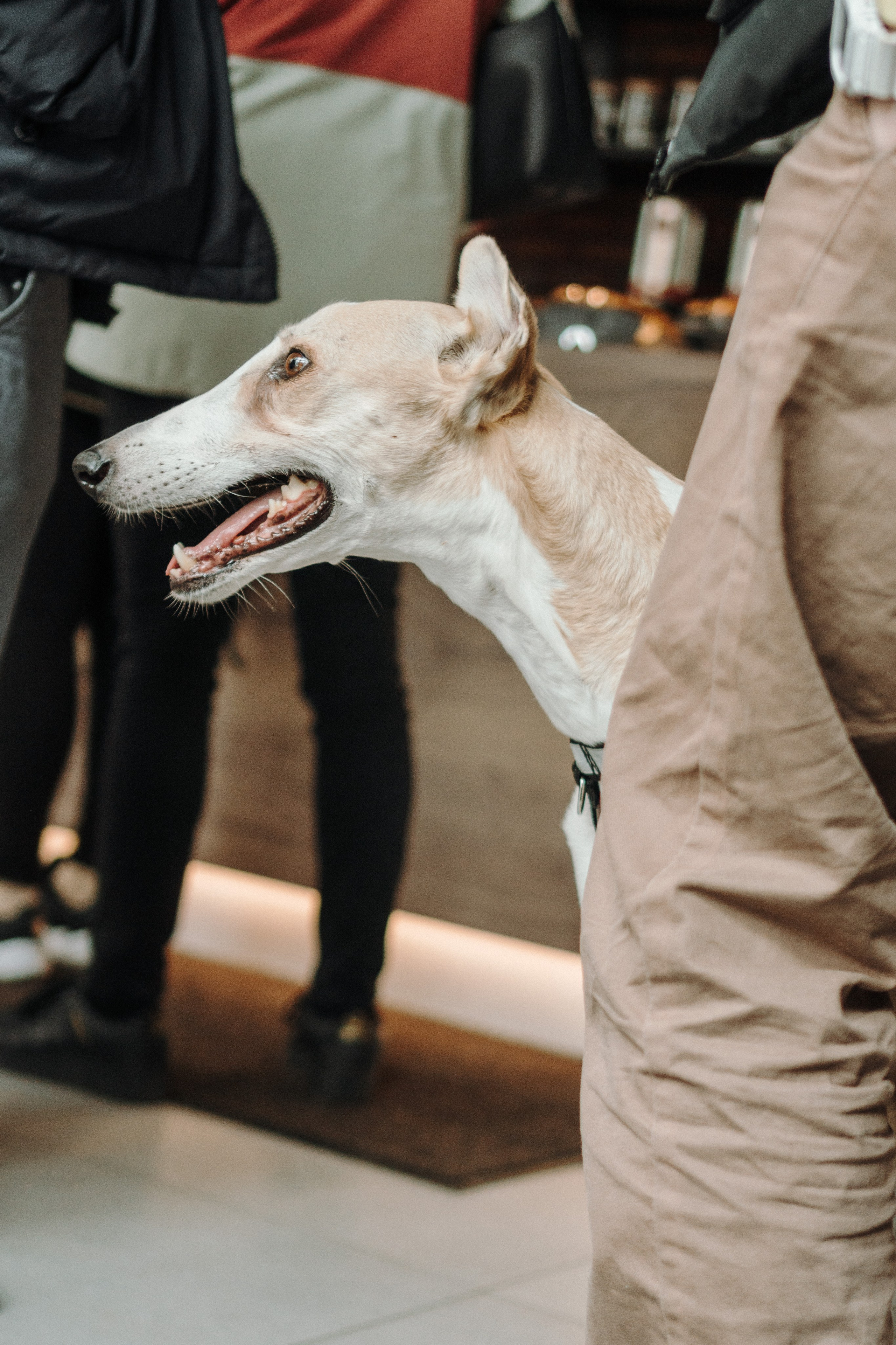 GalgoTreff / Mia Pagar 1 may, 2025. Kat Laisaar — Pet photographer in Tallinn