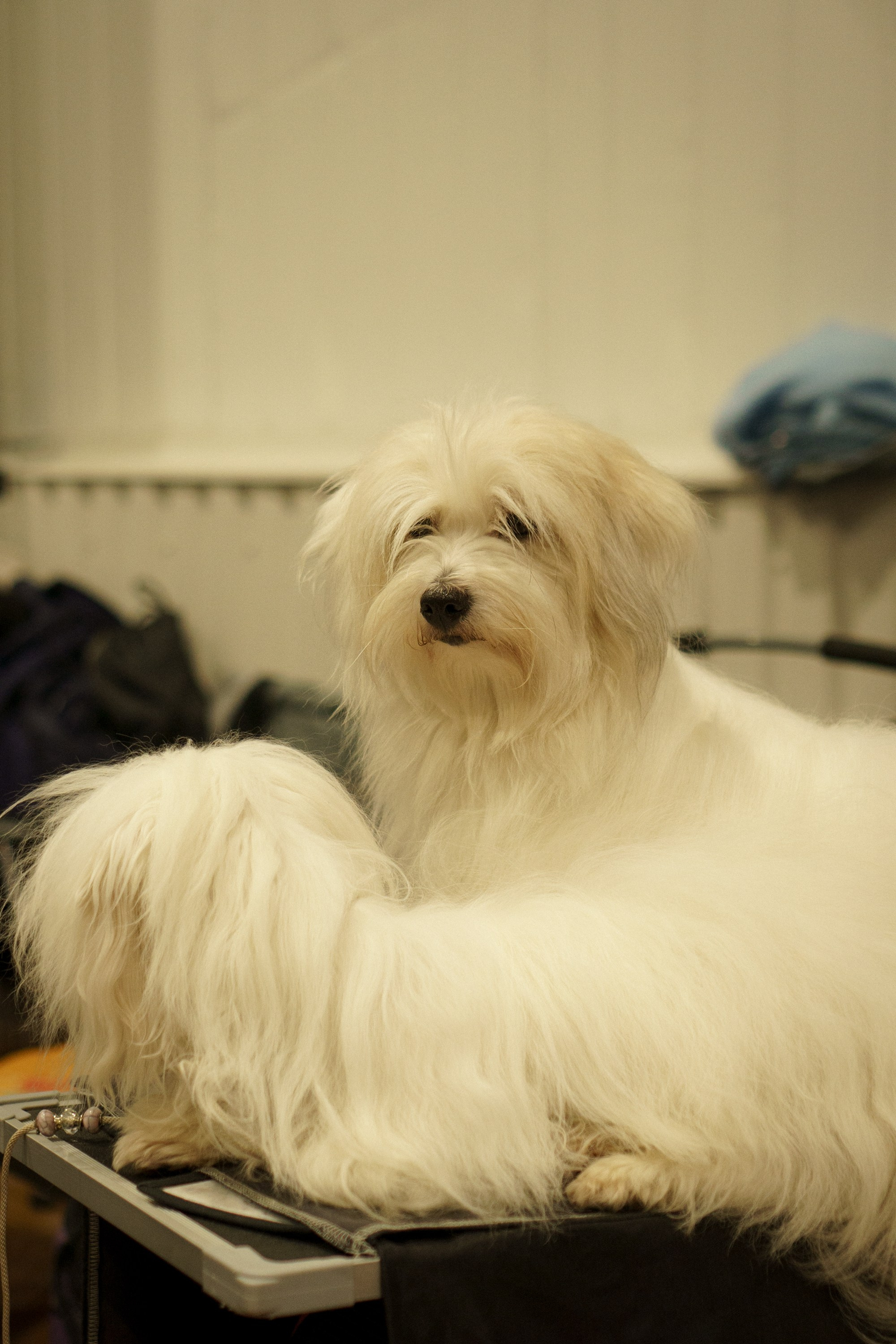 Tartu International Dog Show. Kat Laisaar — Pet photographer in Tallinn