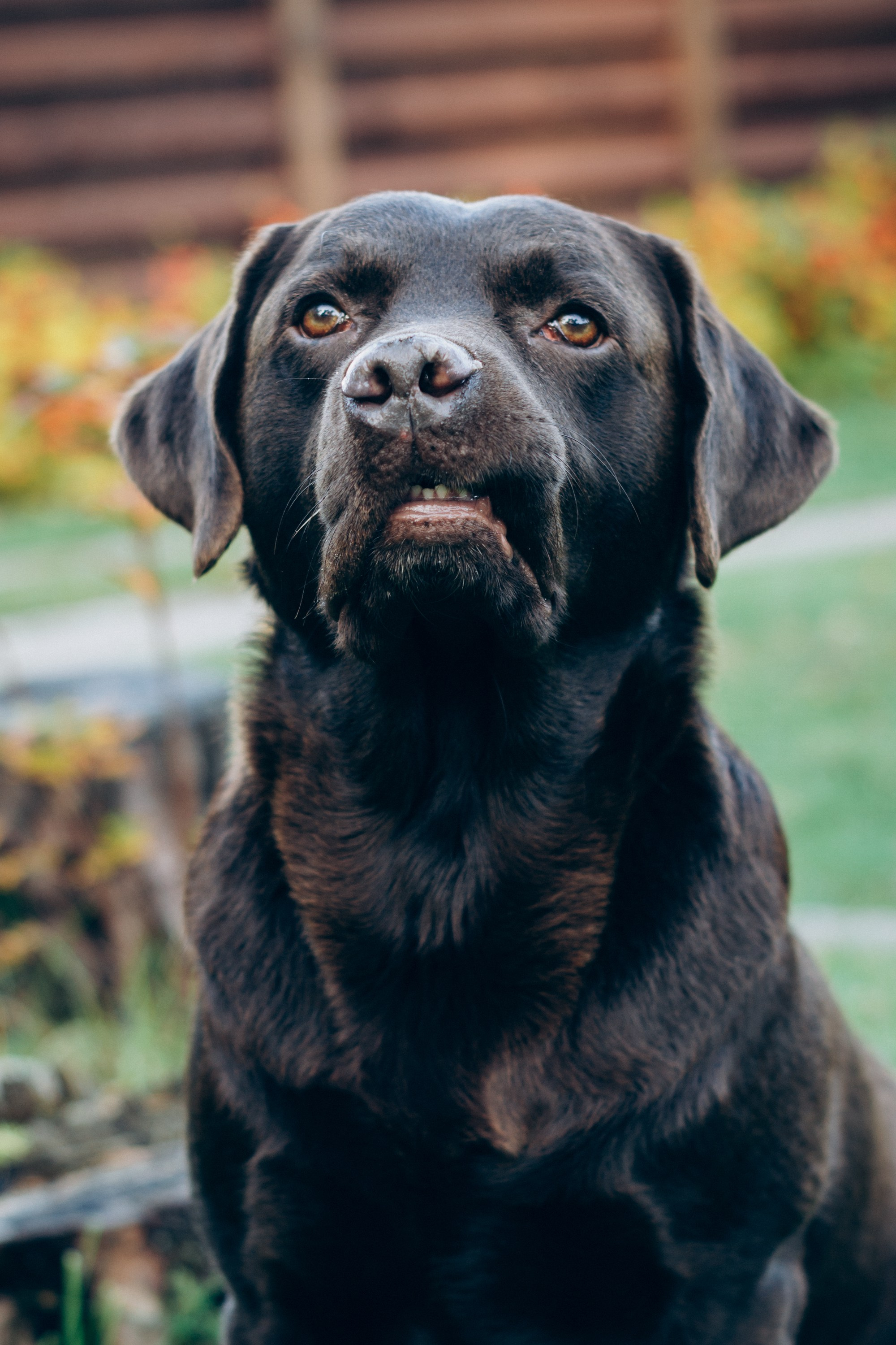 Harvi, chocolate Labrador Retriever. Kat Laisaar — Pet photographer in Tallinn