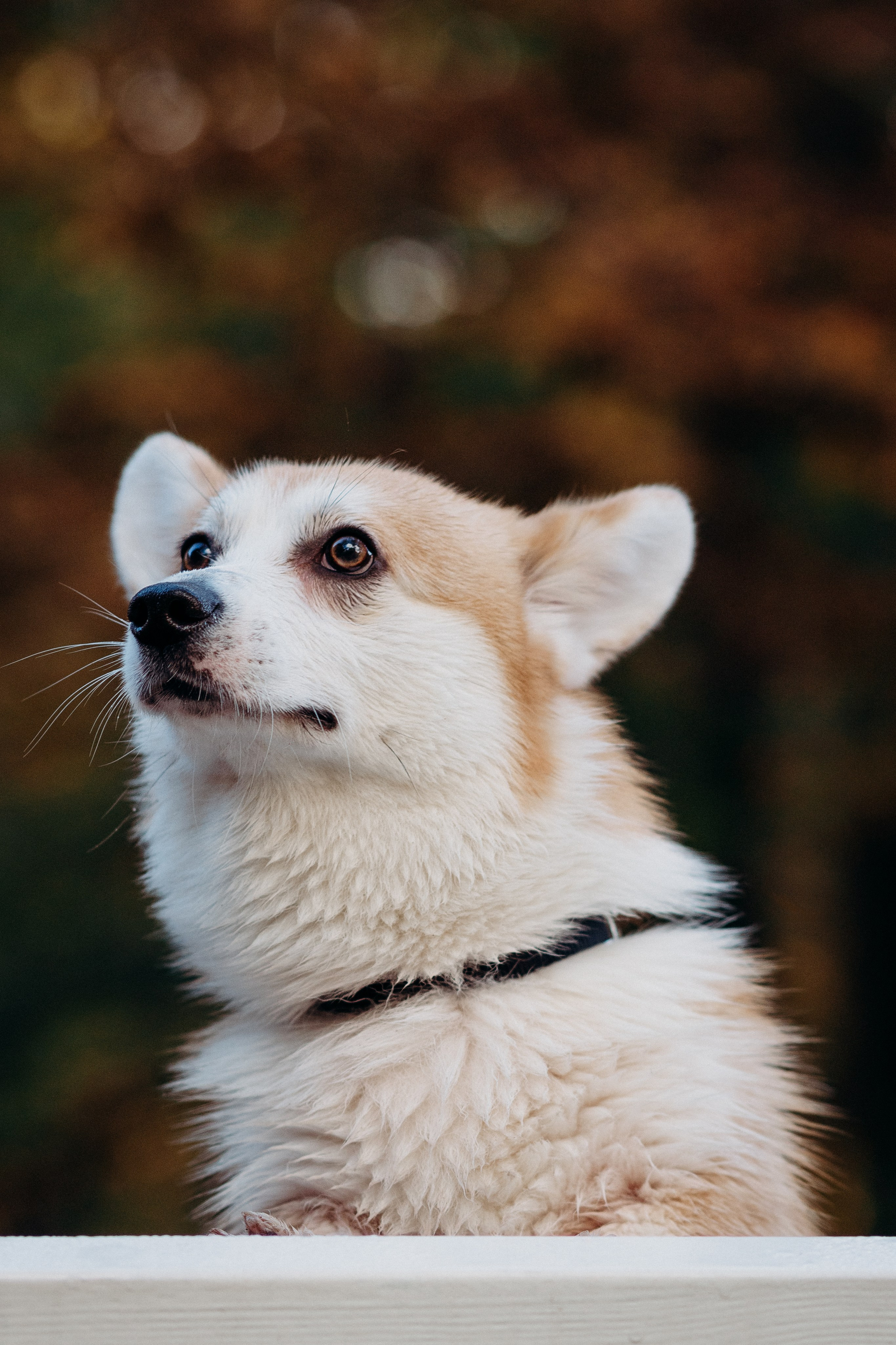 Liisa, Alexander & Marsel. Фотограф-анималист в Таллинне, Катя Лайсаар
