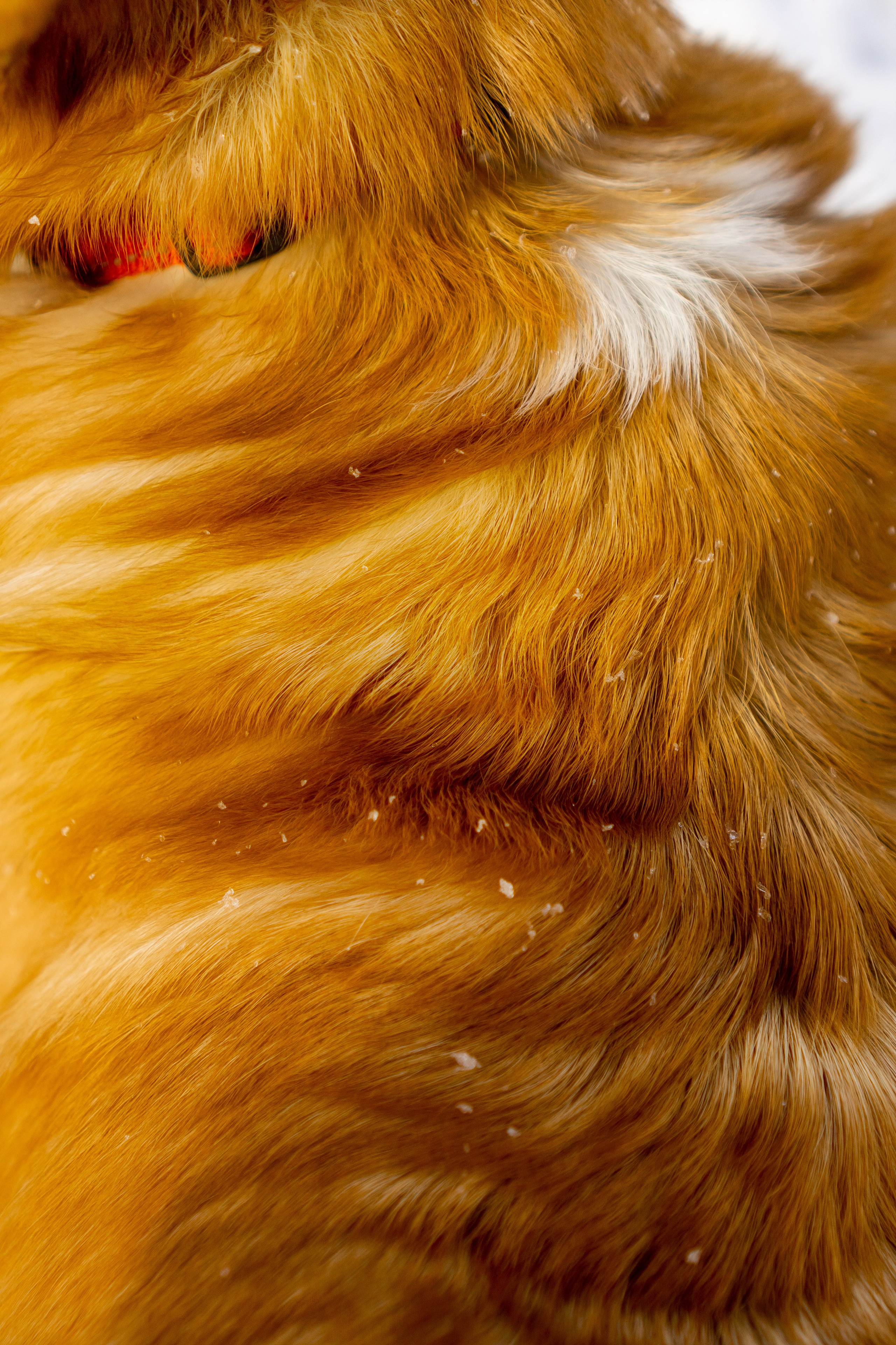 Corgi party, 23 feb. 2025. Kat Laisaar — Pet photographer in Tallinn