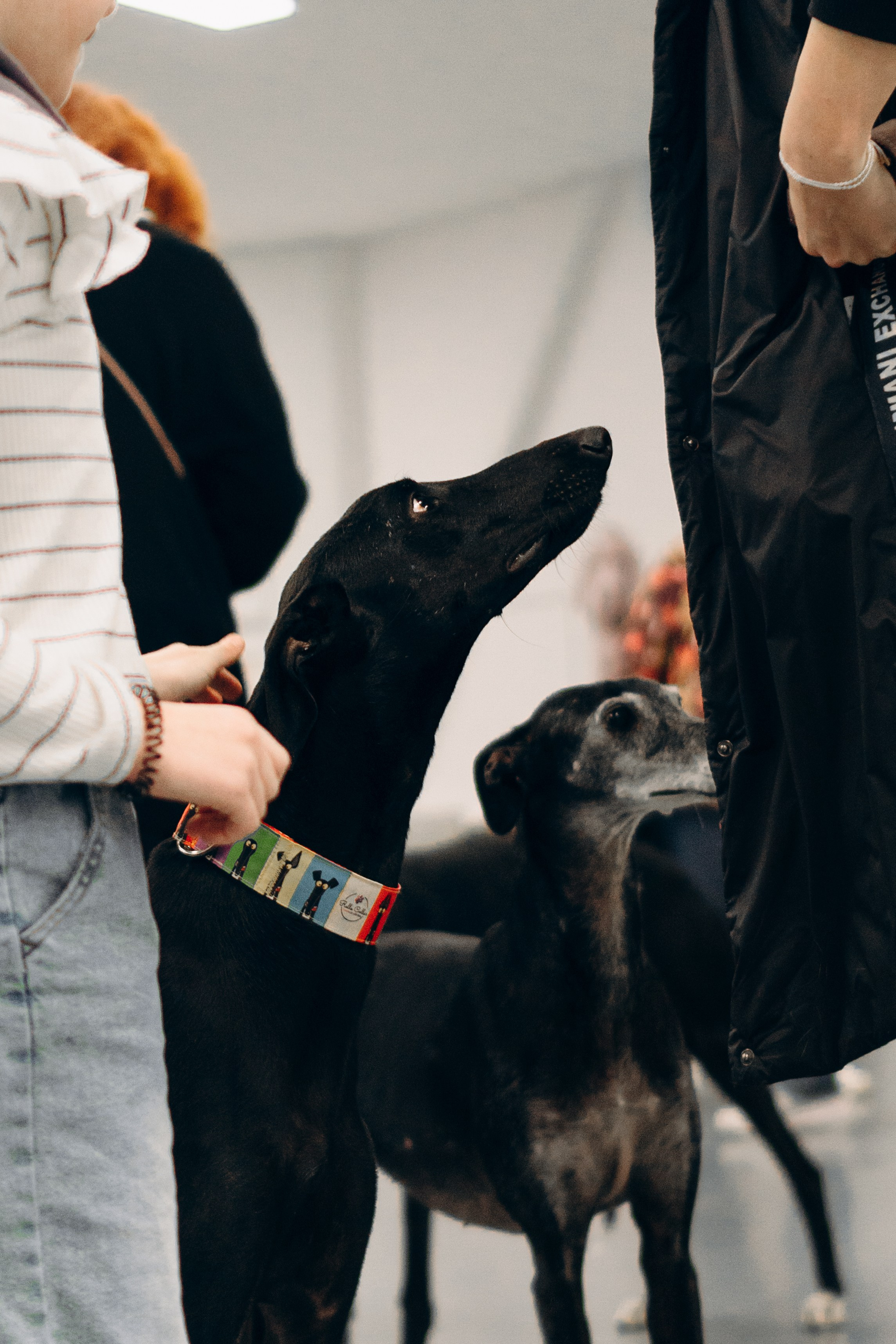 GalgoTreff / PetCity Rannamõisa, 13 apr. 2025. Kat Laisaar — Pet photographer in Tallinn