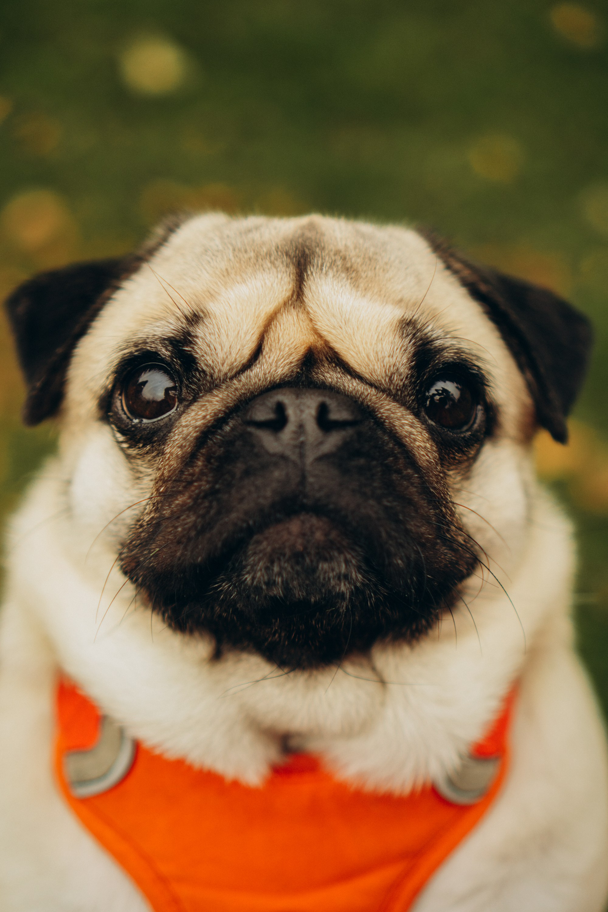 Jelena and her Sandy, Pug and Katja and her Safiir, Cardigan Welsh Corgi. Kat Laisaar — Pet photographer in Tallinn