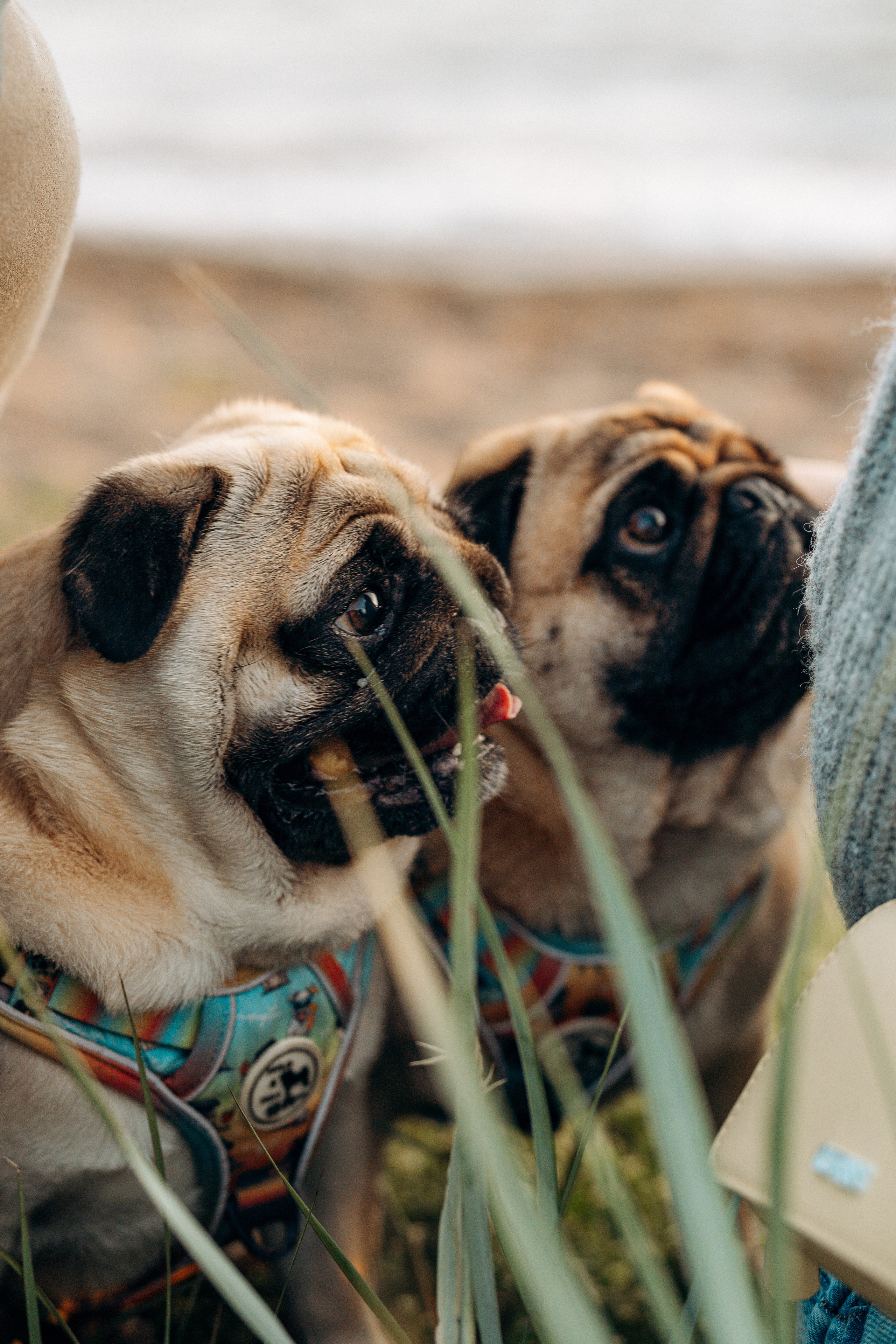 Frank, Tony, Katerina & Lev. Kat Laisaar — Pet photographer in Tallinn