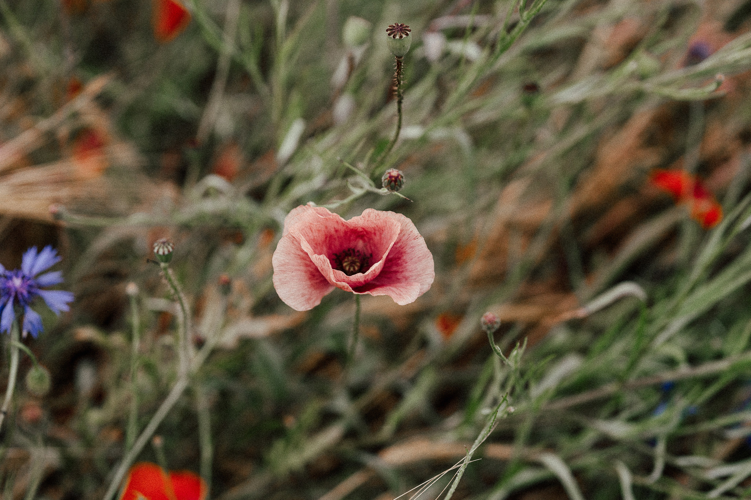 Poppy flowers. Familien, Portrait und Konzeptualfotografie in Genf, Schweiz