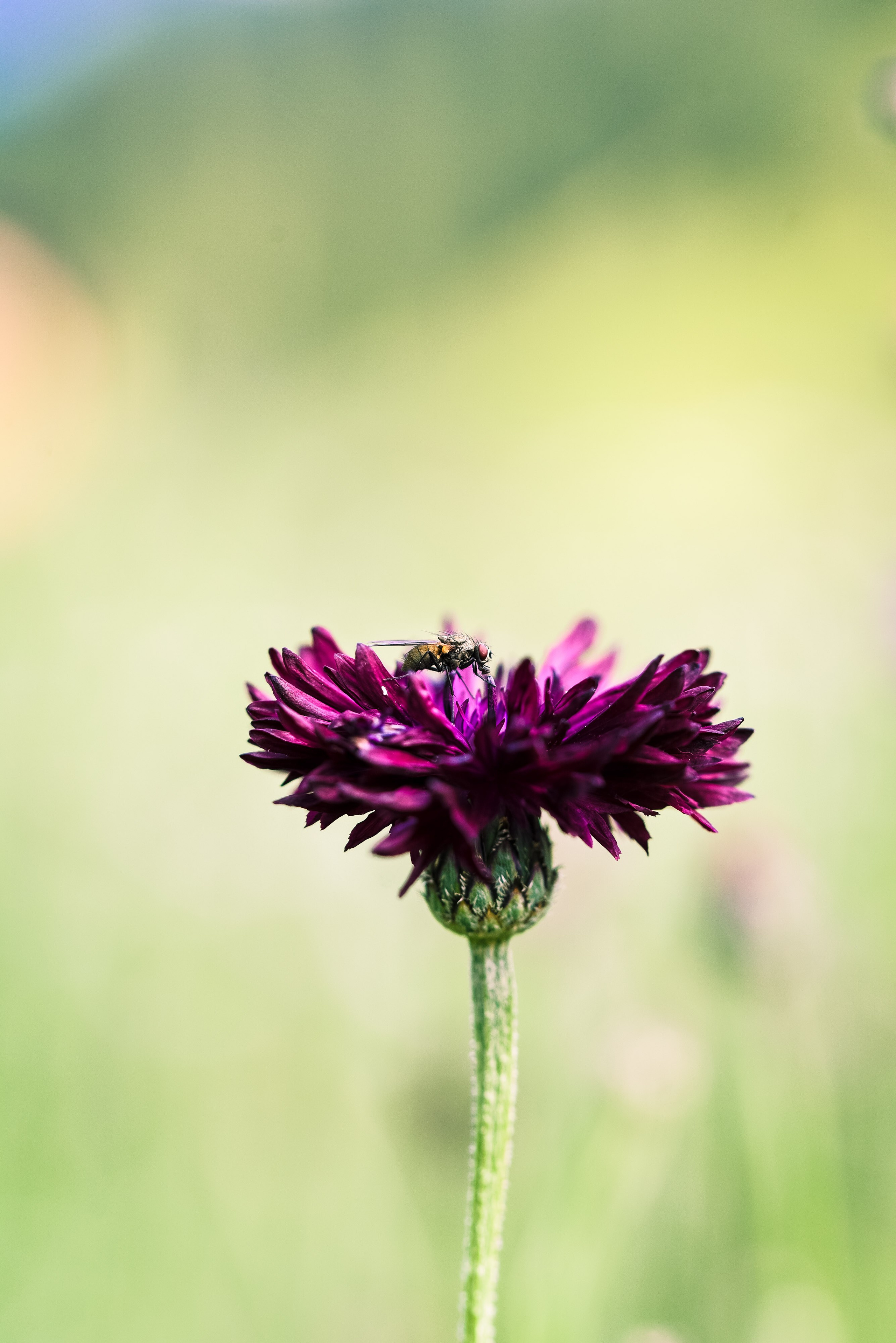 Kräutergarten Wipptal. Familienfotografin aus Sterzing Elena Muehlsteiger