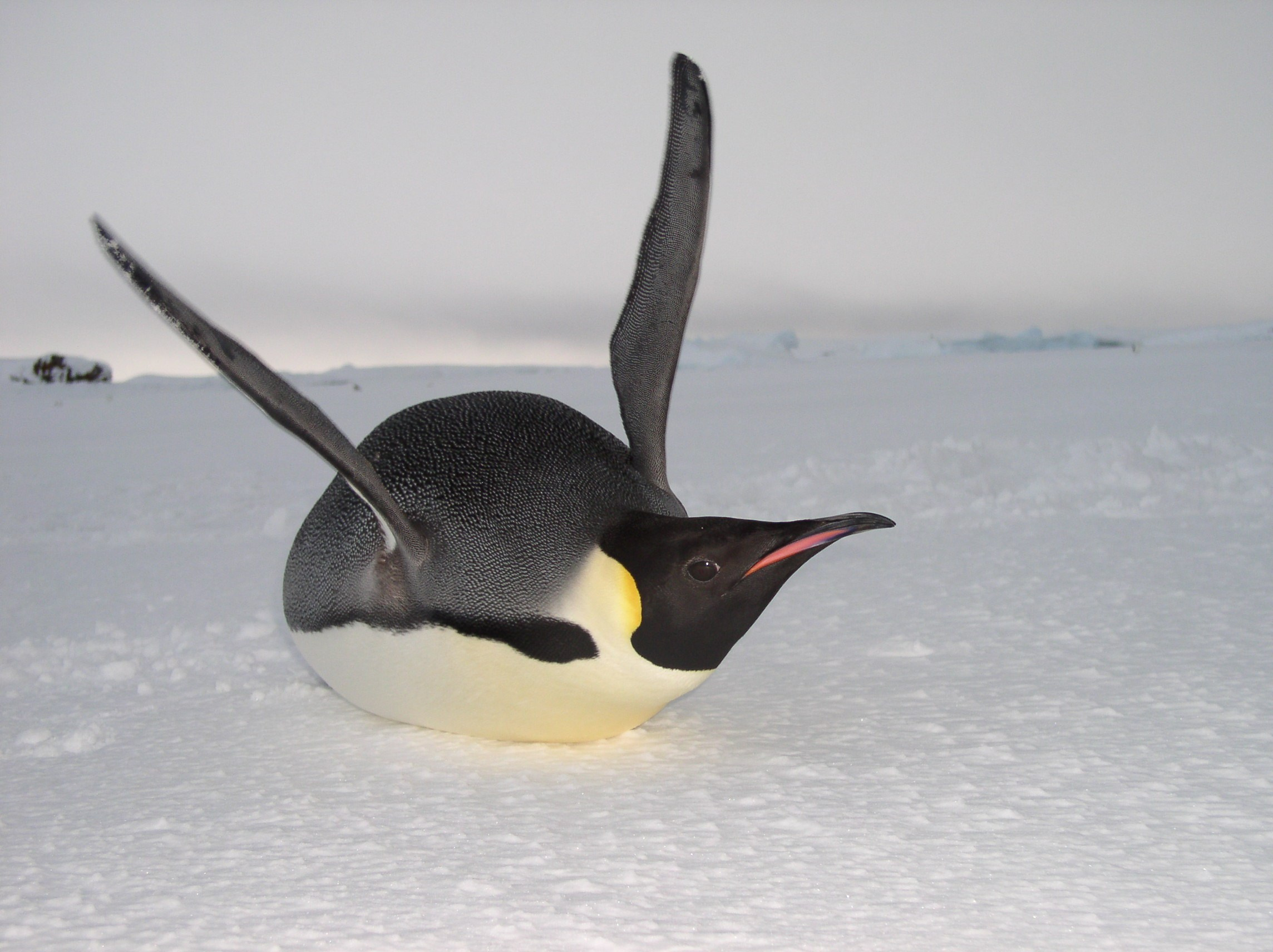 ANTARCTICA. Reportage concert portrait photography in the San Francisco Bay Area