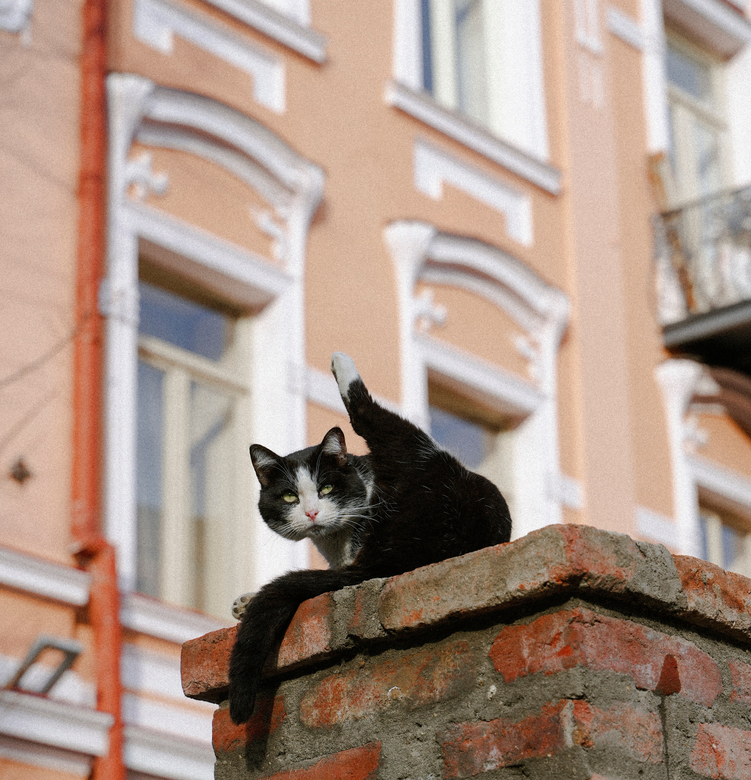 Кот шпедингера. Стрит-фотография, полная абсурда, идиотизма и красоты
