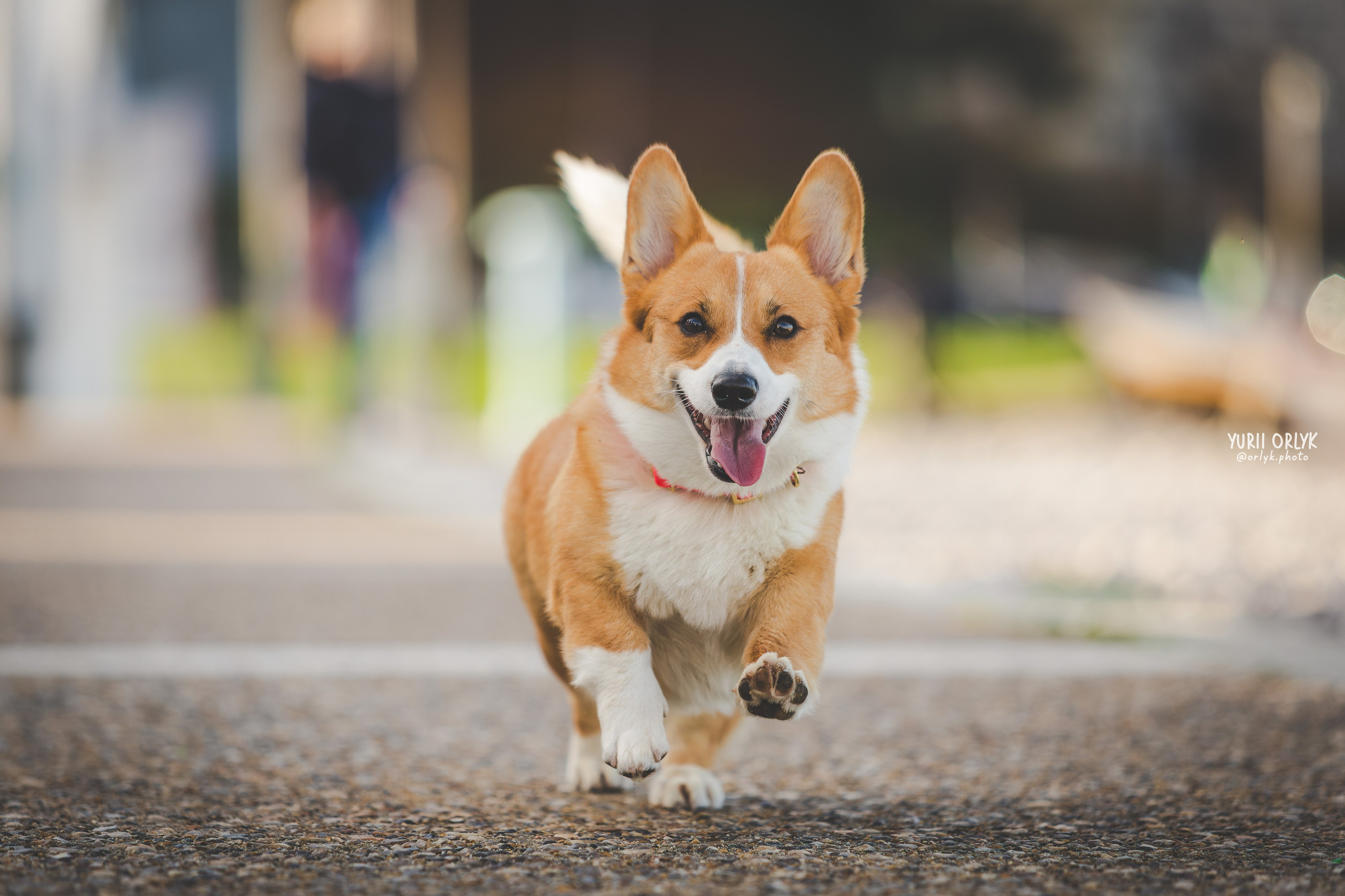 Plener. Yurii Orlyk Photography