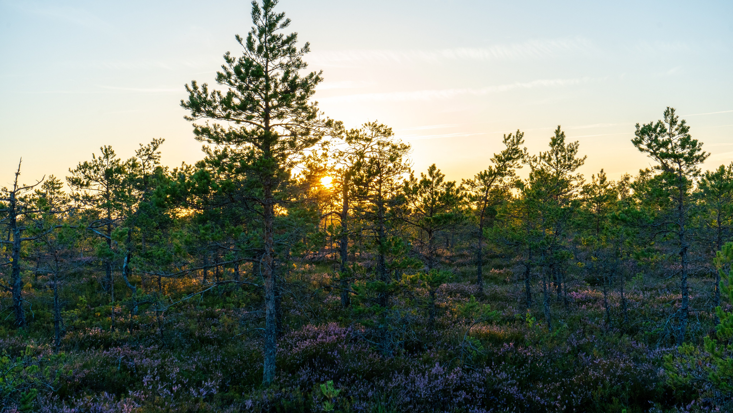 Whispers of Estonia. Photography | Videography | Marketing