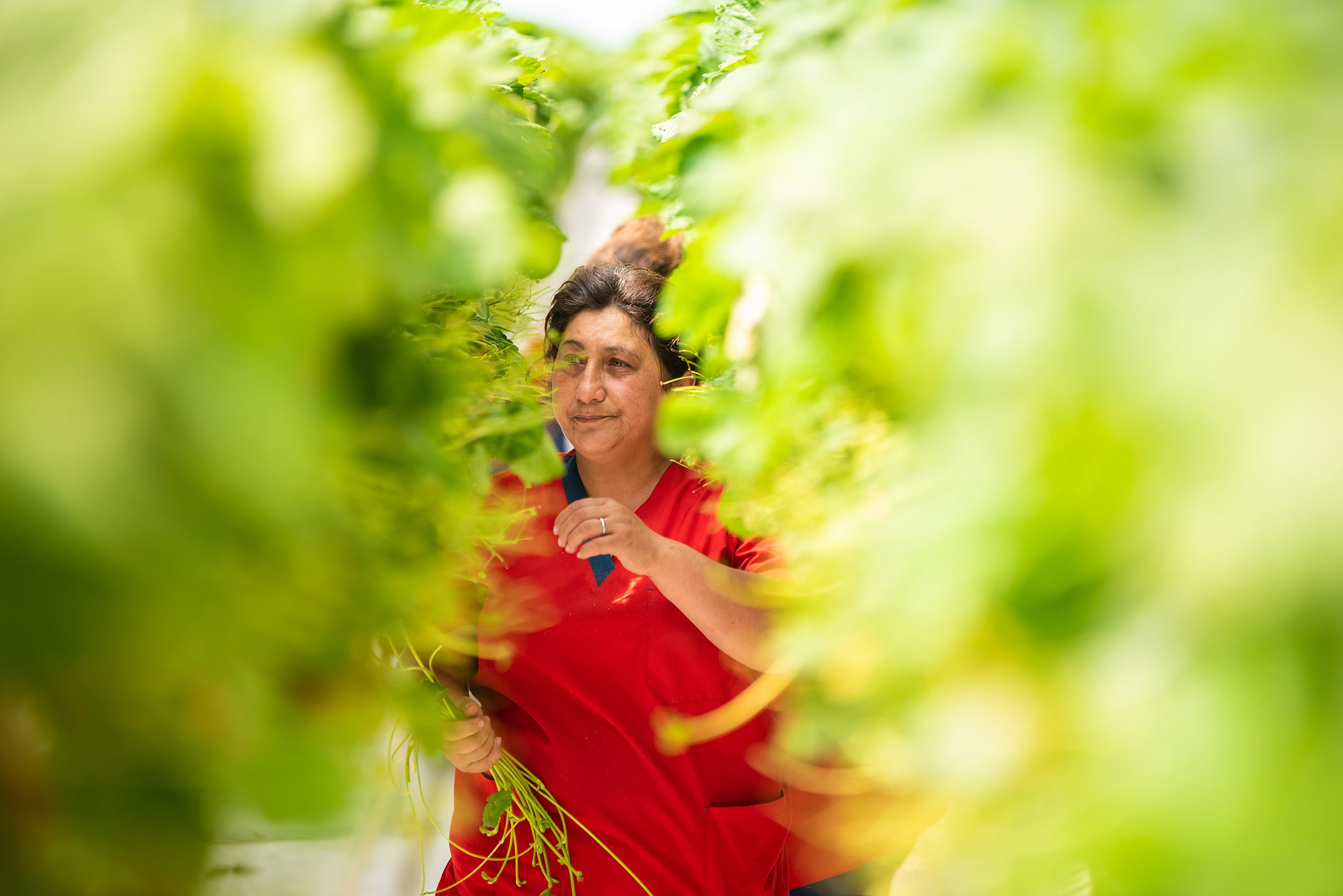 Rockberry. Фотограф в Ереване