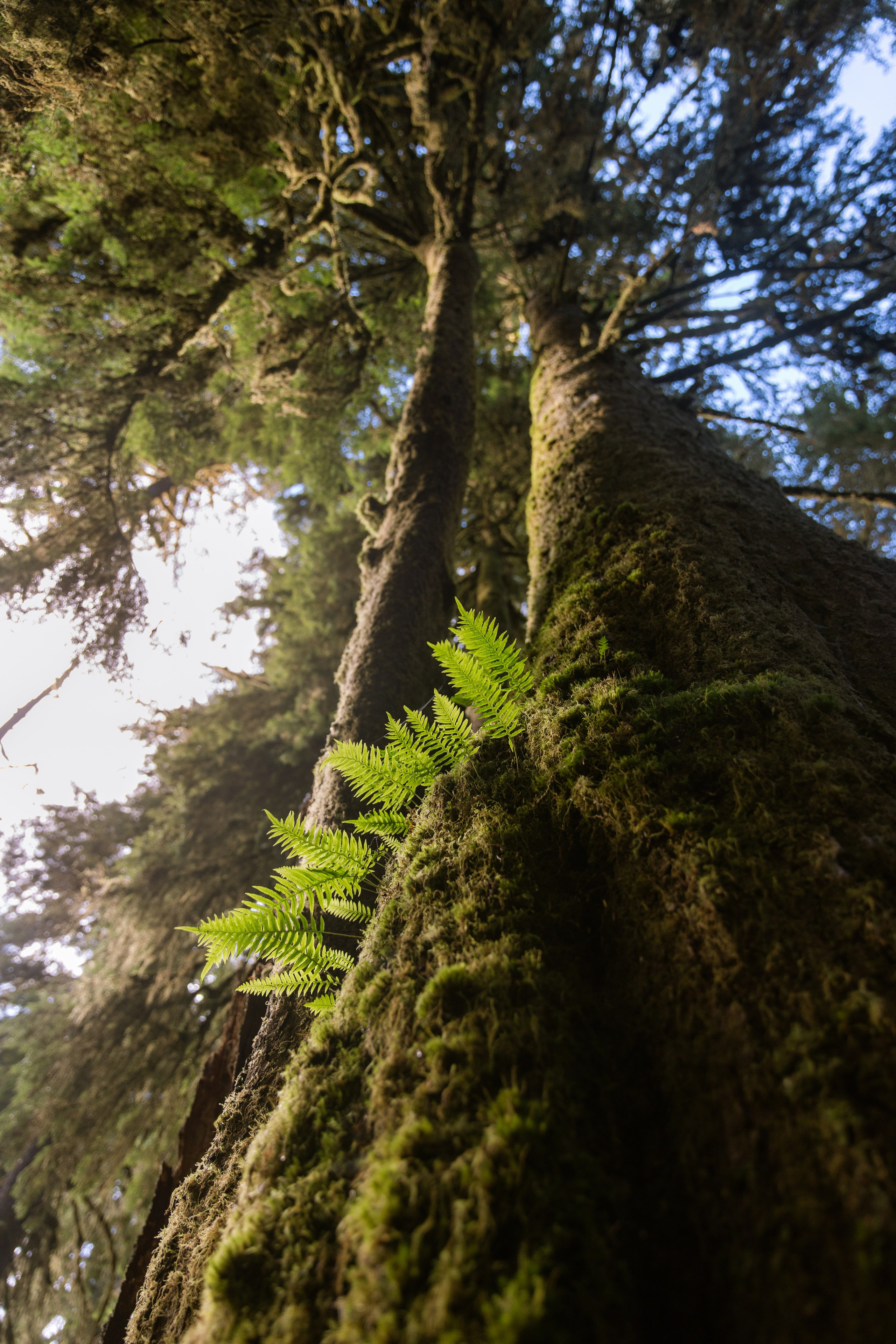 Twilight | Wallpapers. Photographer in Los Angeles. Julia Ishmuratova