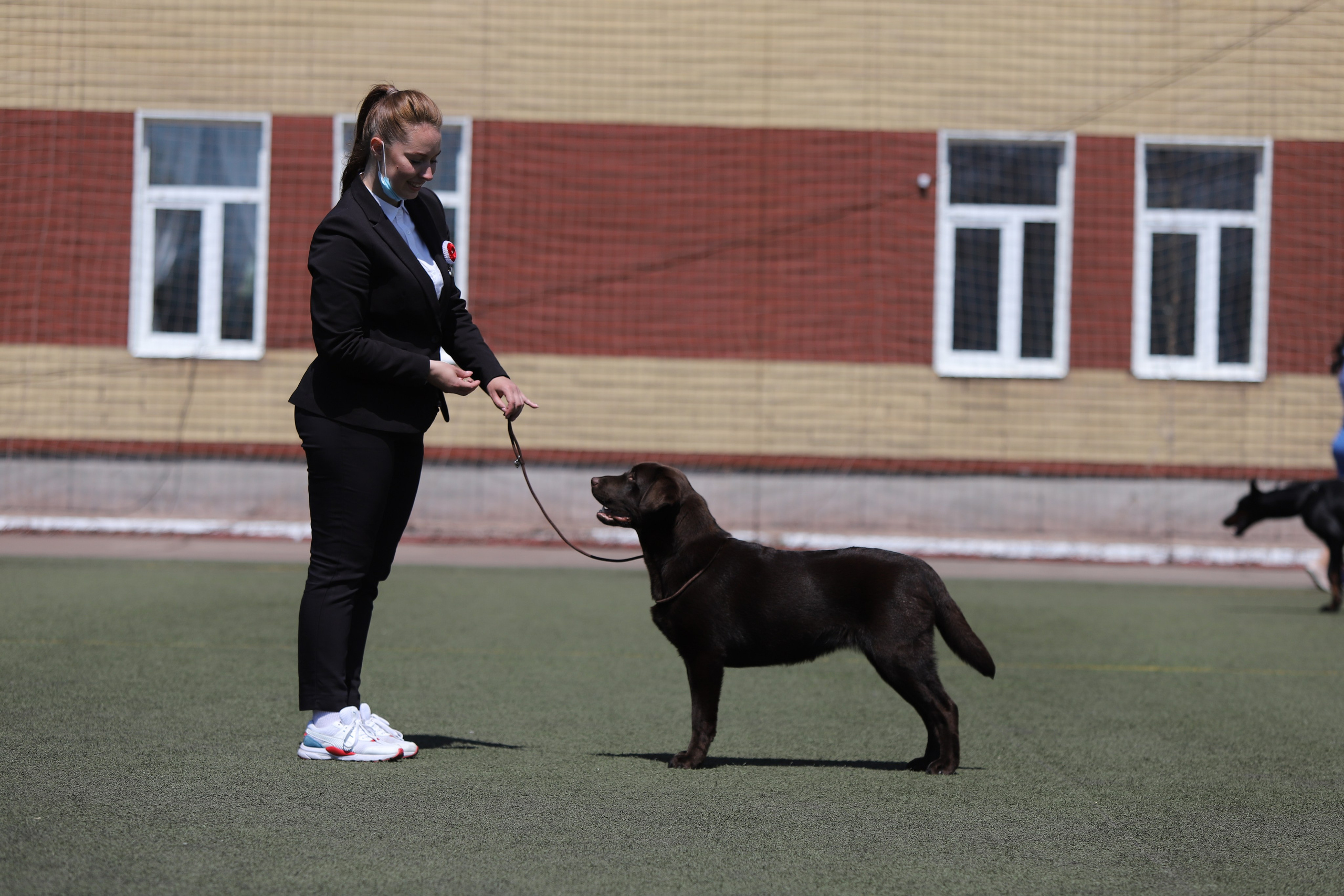 Ruby. Цуценята лабрадор ретривера, Дніпро, Україна