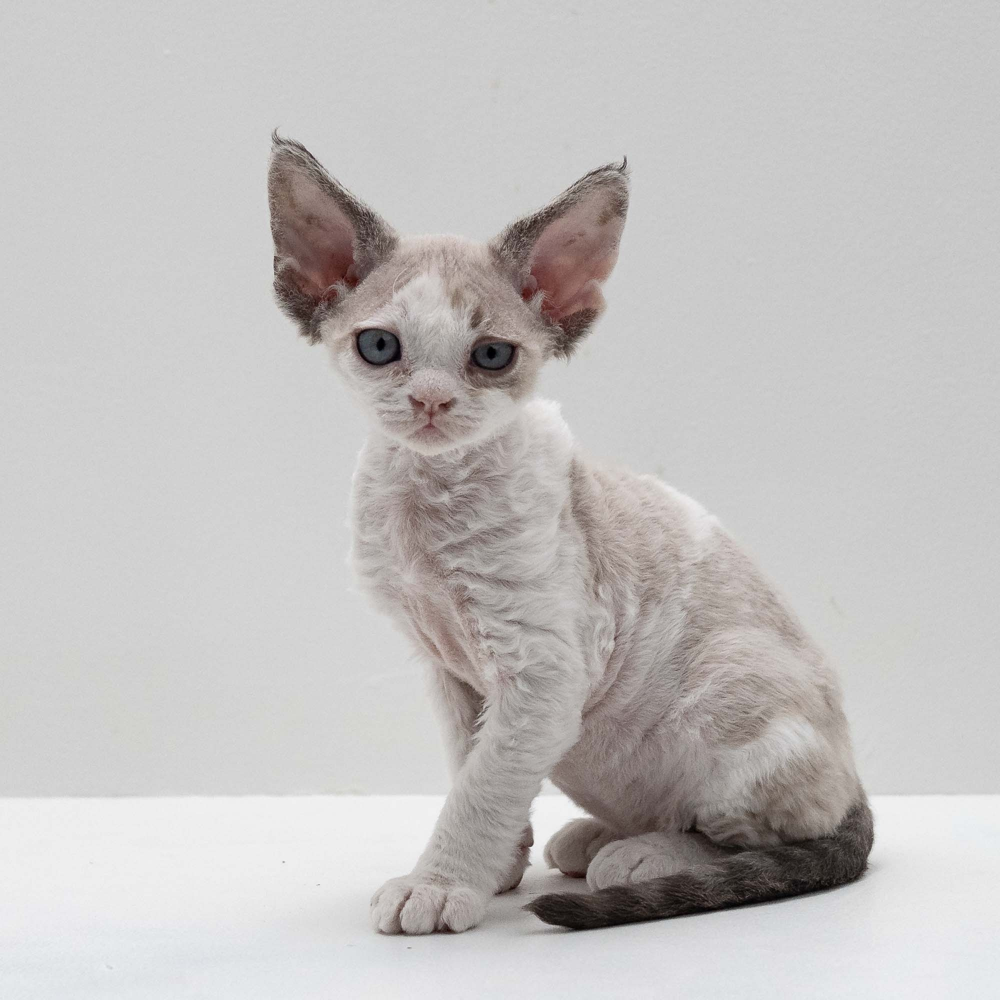 Frodo, boy, born on 01.01.25. Devon Rex Pixie Cattery