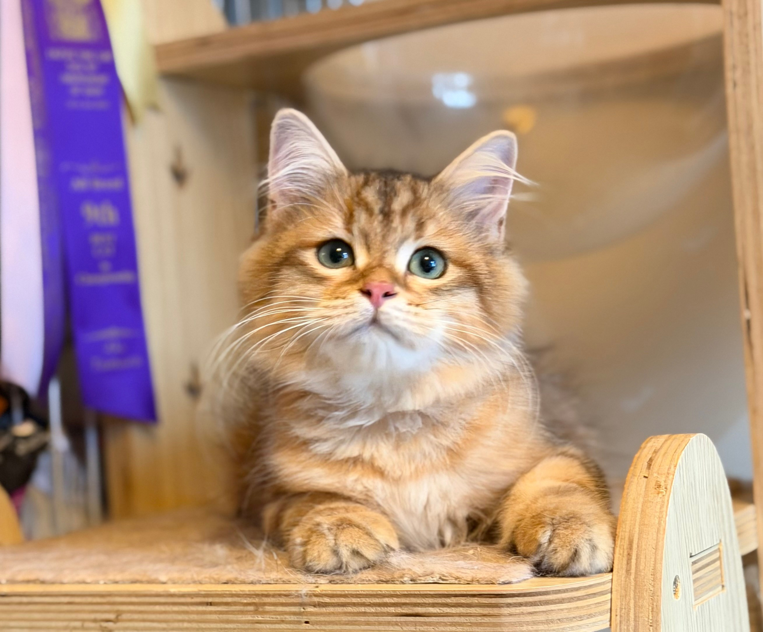 Available Finely Golden Tabby Male