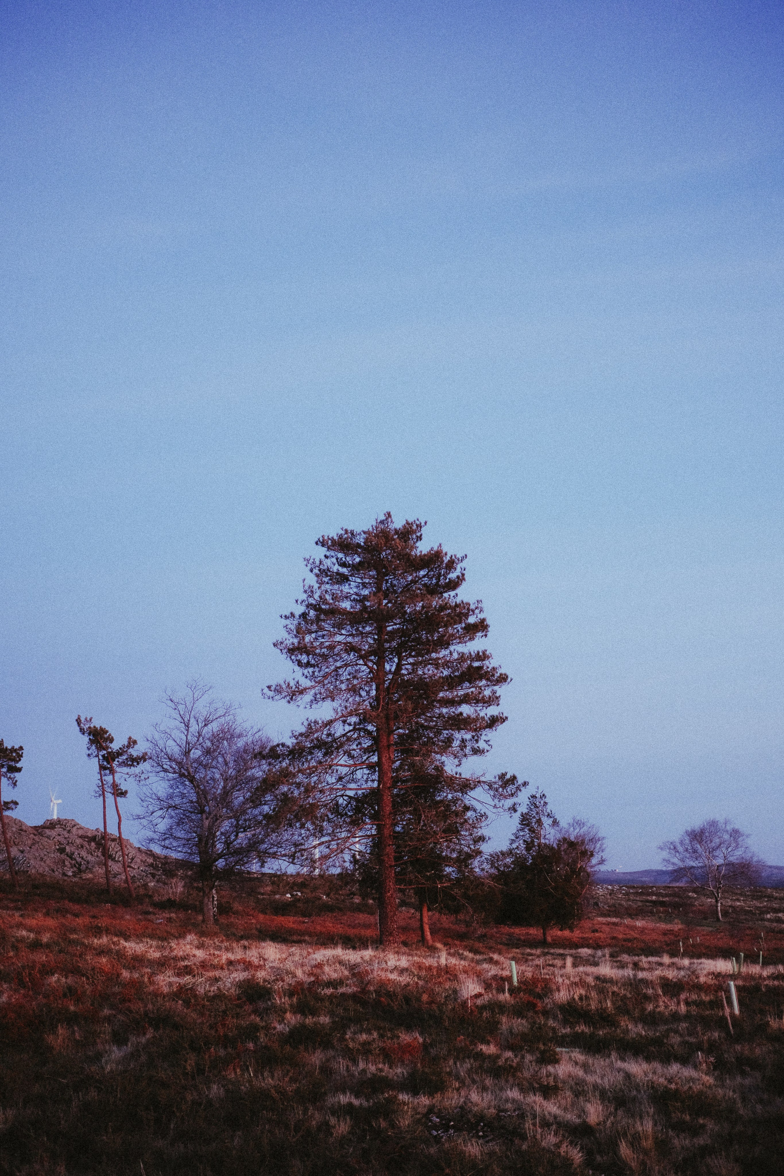 Portuguese forest setting for boho elopement inspired couple session