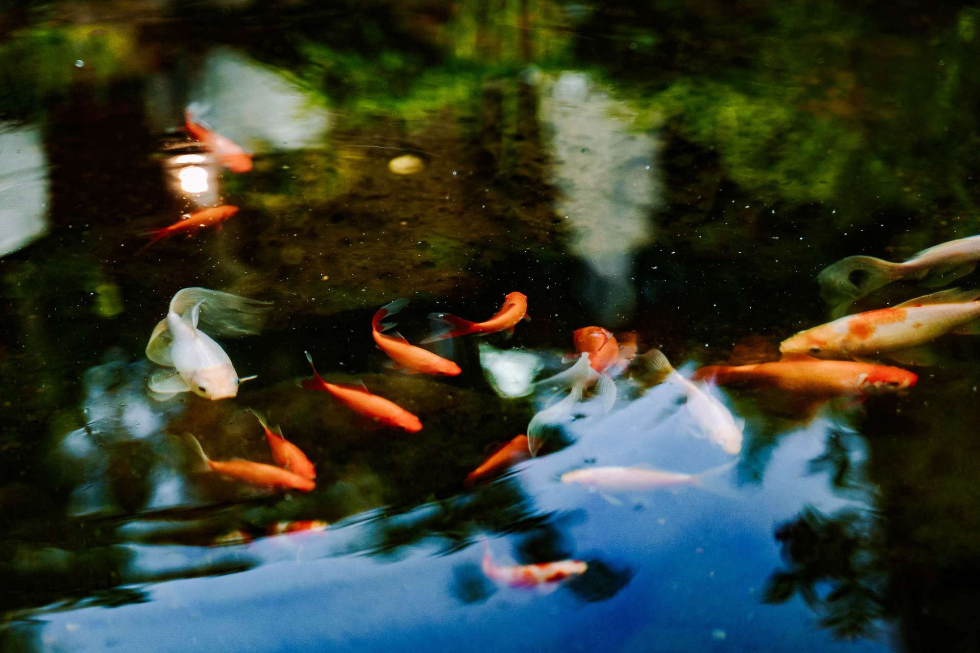 Backyard Wedding. Wedding Photography & Videography Team in California, Los Angeles, San Francisco, San Diego and Travel