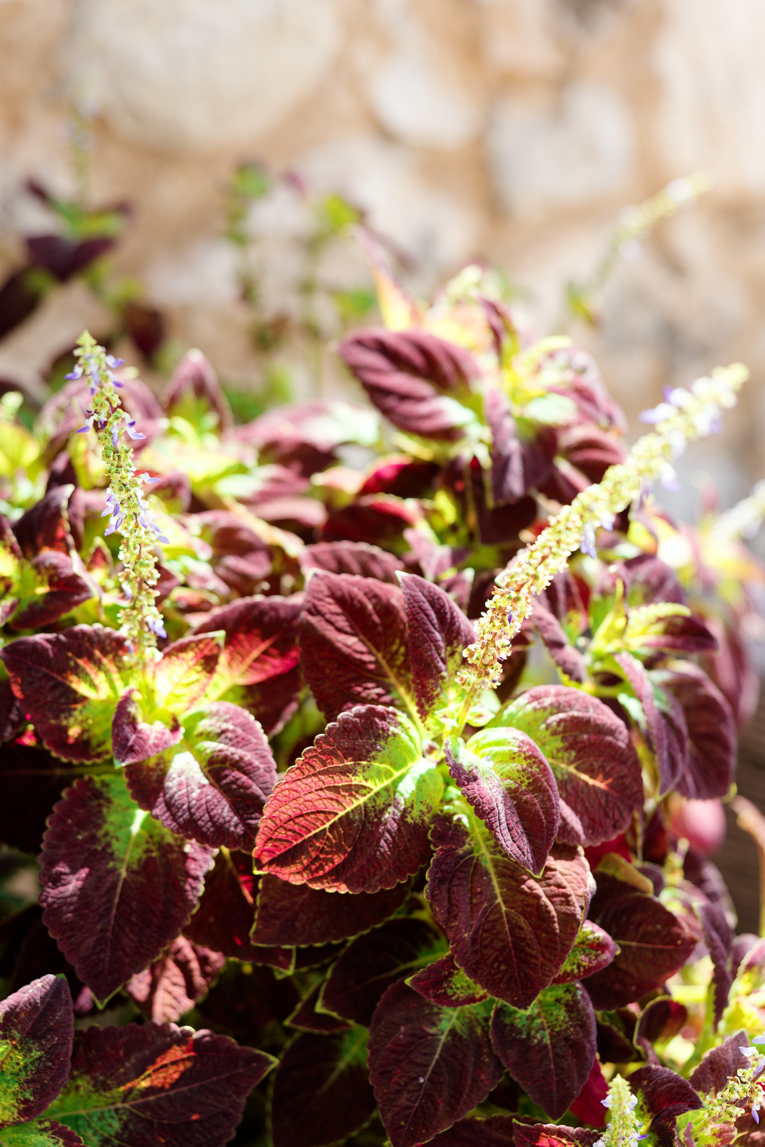 Haldi Ceremony & Mehndi Night & pre-wedding dinner, Barcelona