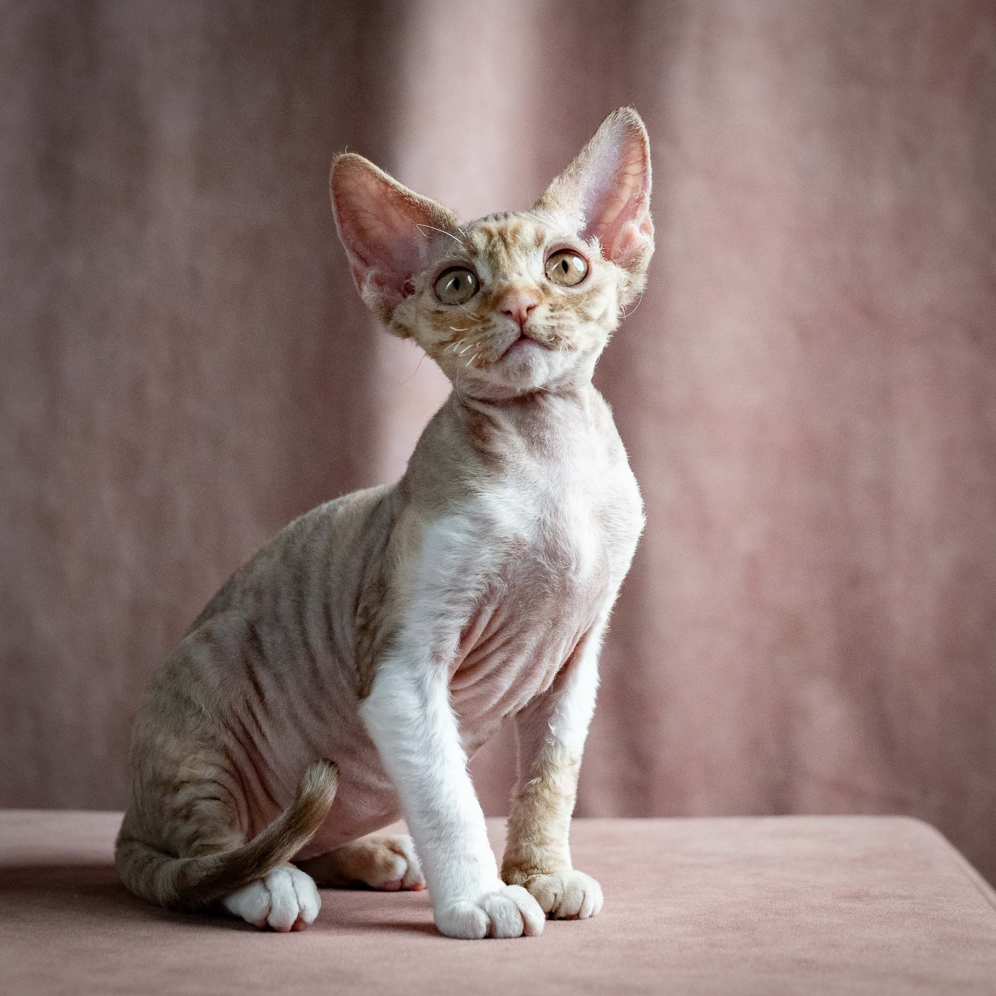 Ophelia, girl, born 02.08.26. Devon Rex Pixie Cattery