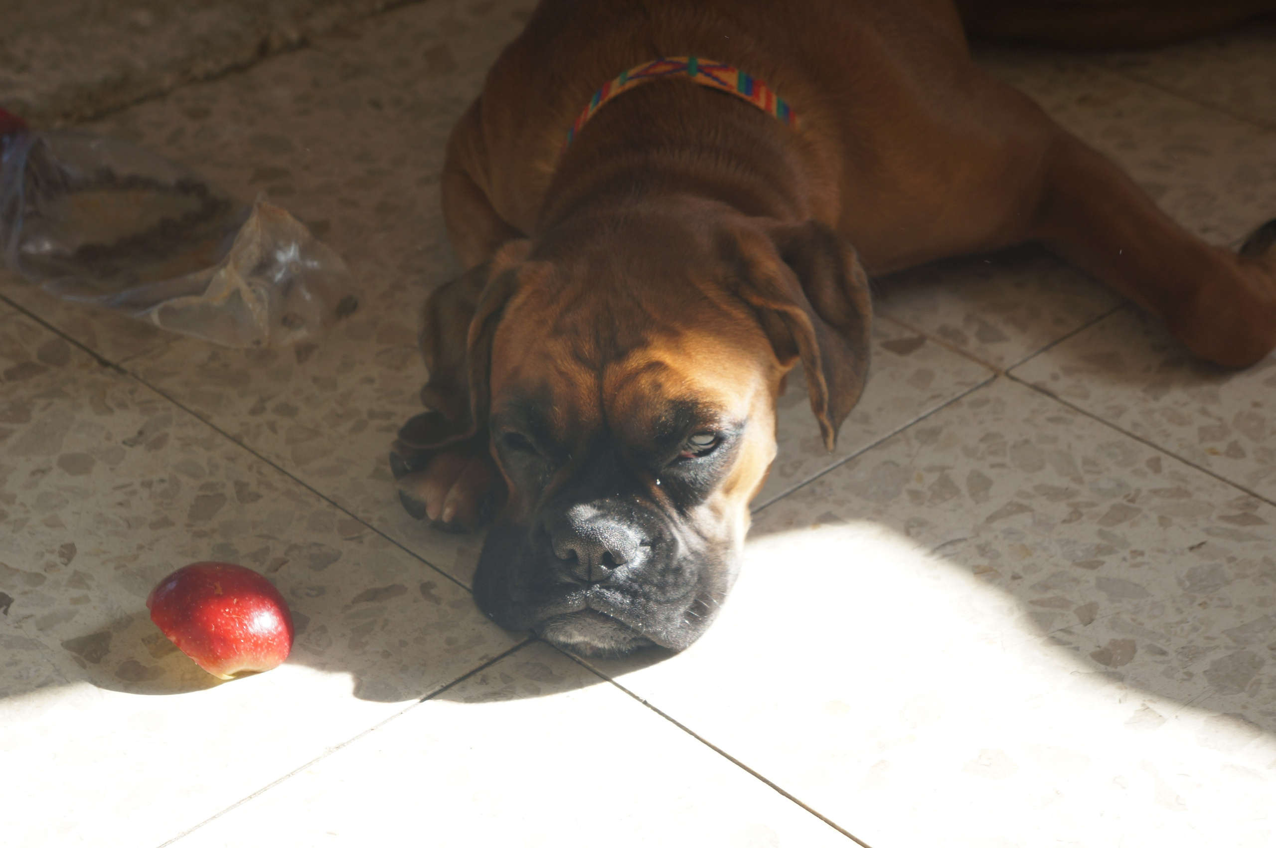 My ״Star״ Boxer Dog