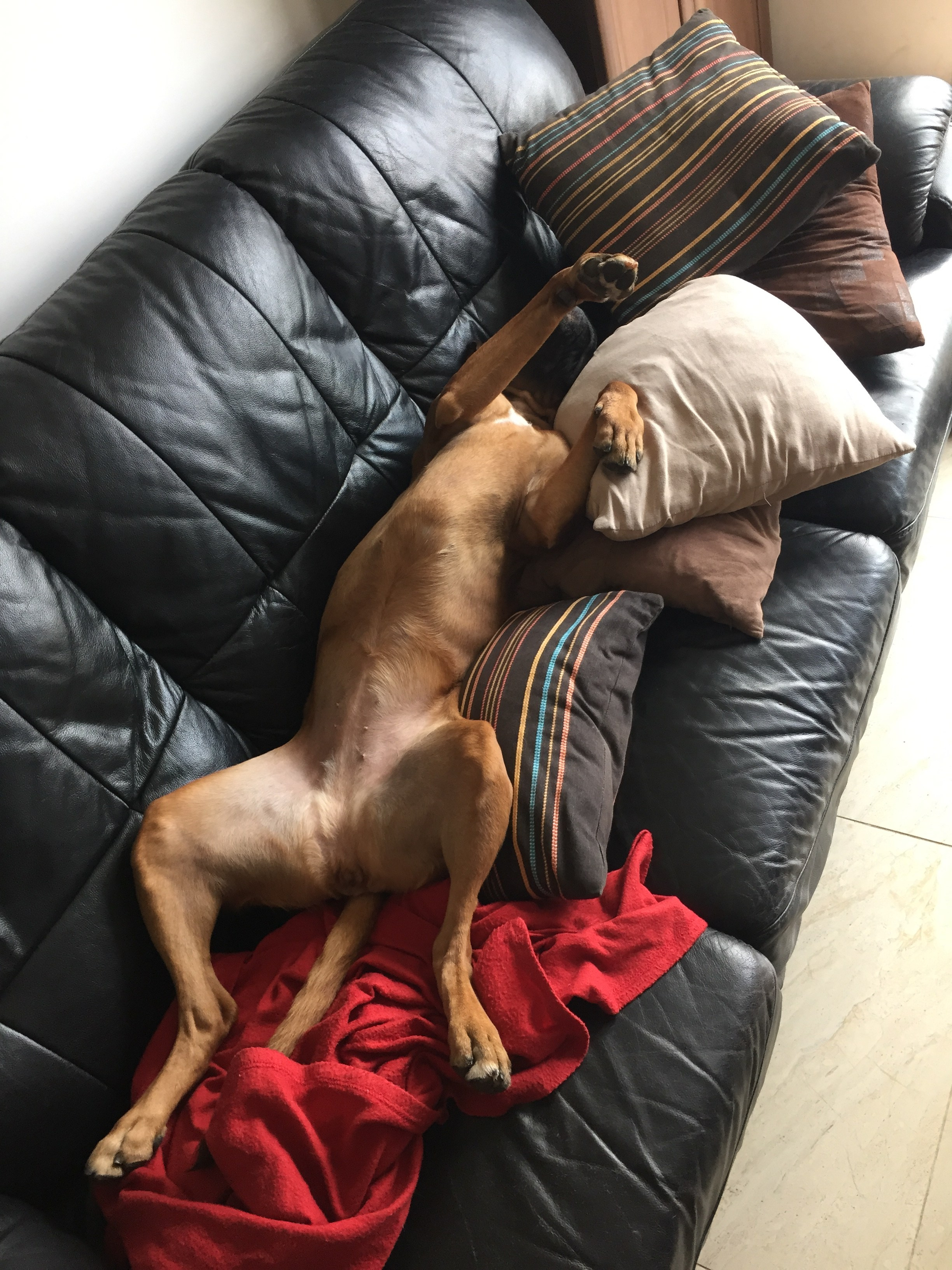 My ״Star״ Boxer Dog