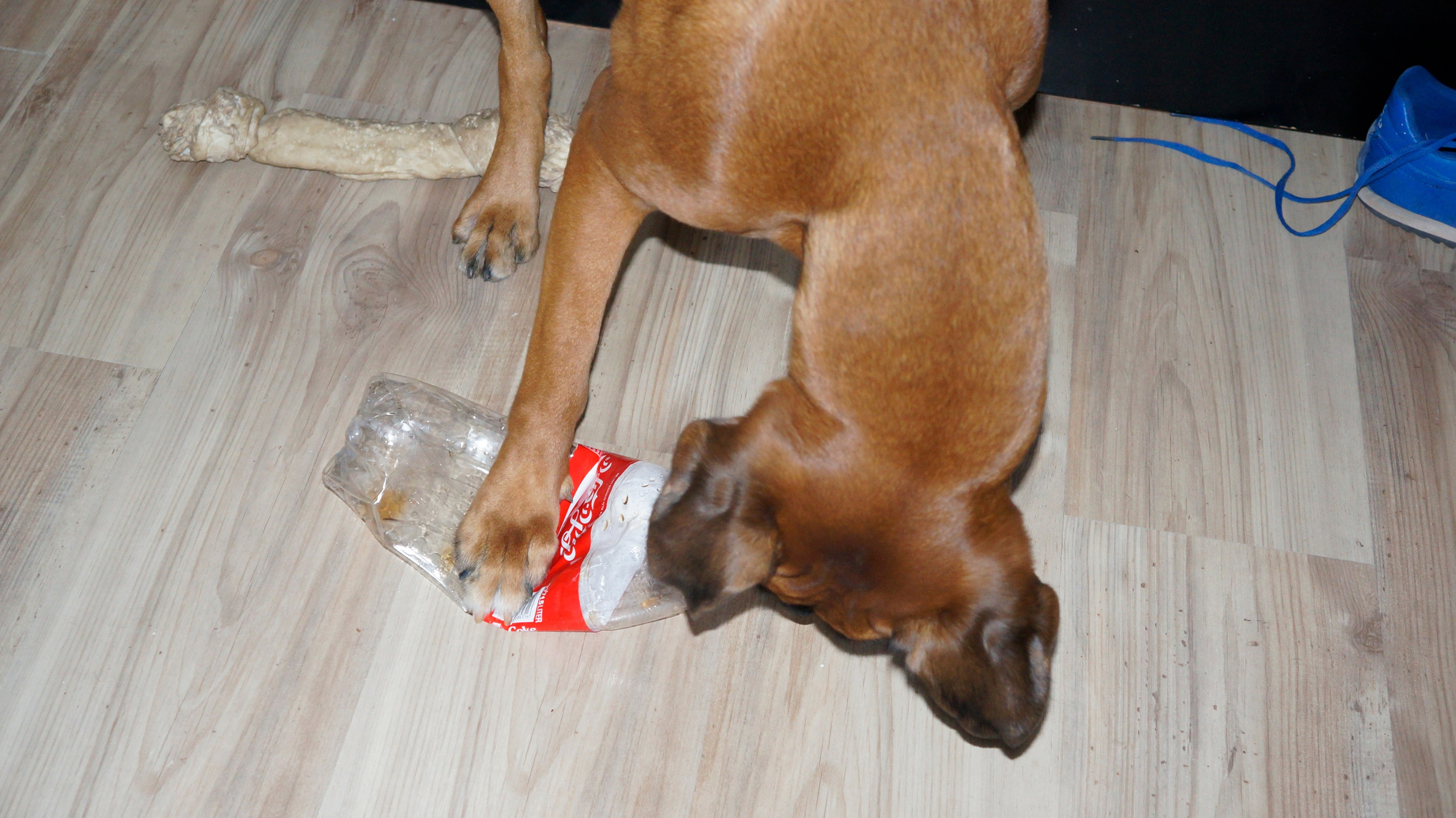 My ״Star״ Boxer Dog