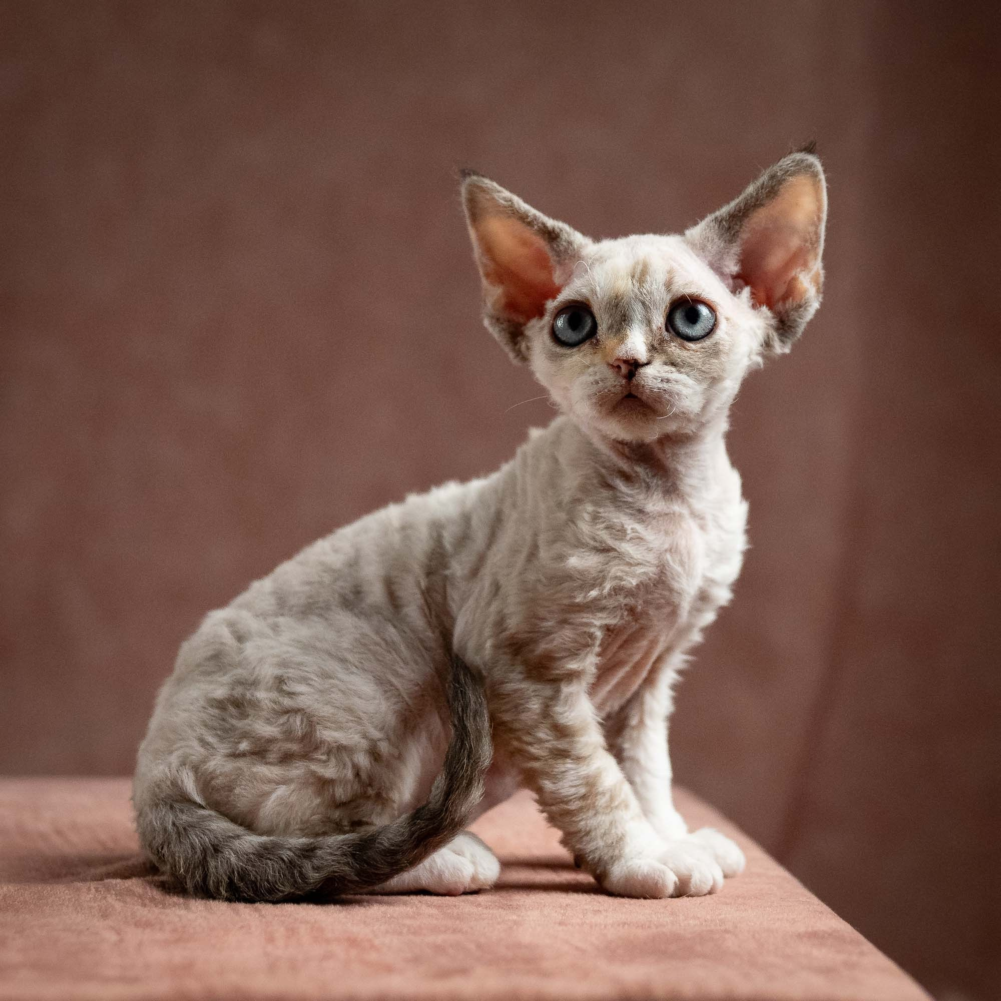 Nova, girl, born 01.17.26. Devon Rex Pixie Cattery