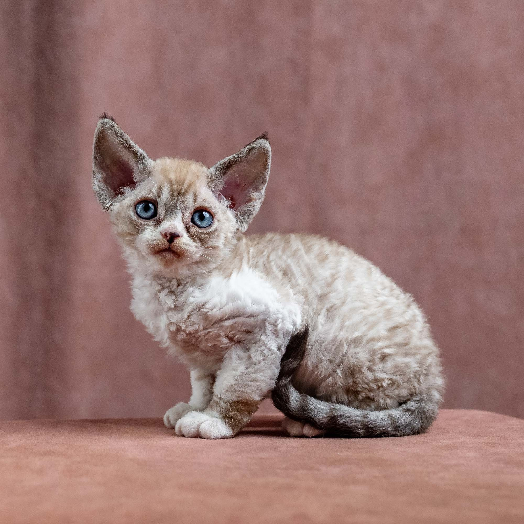 Kai, boy, born 07.02.2025. Devon Rex Pixie Cattery