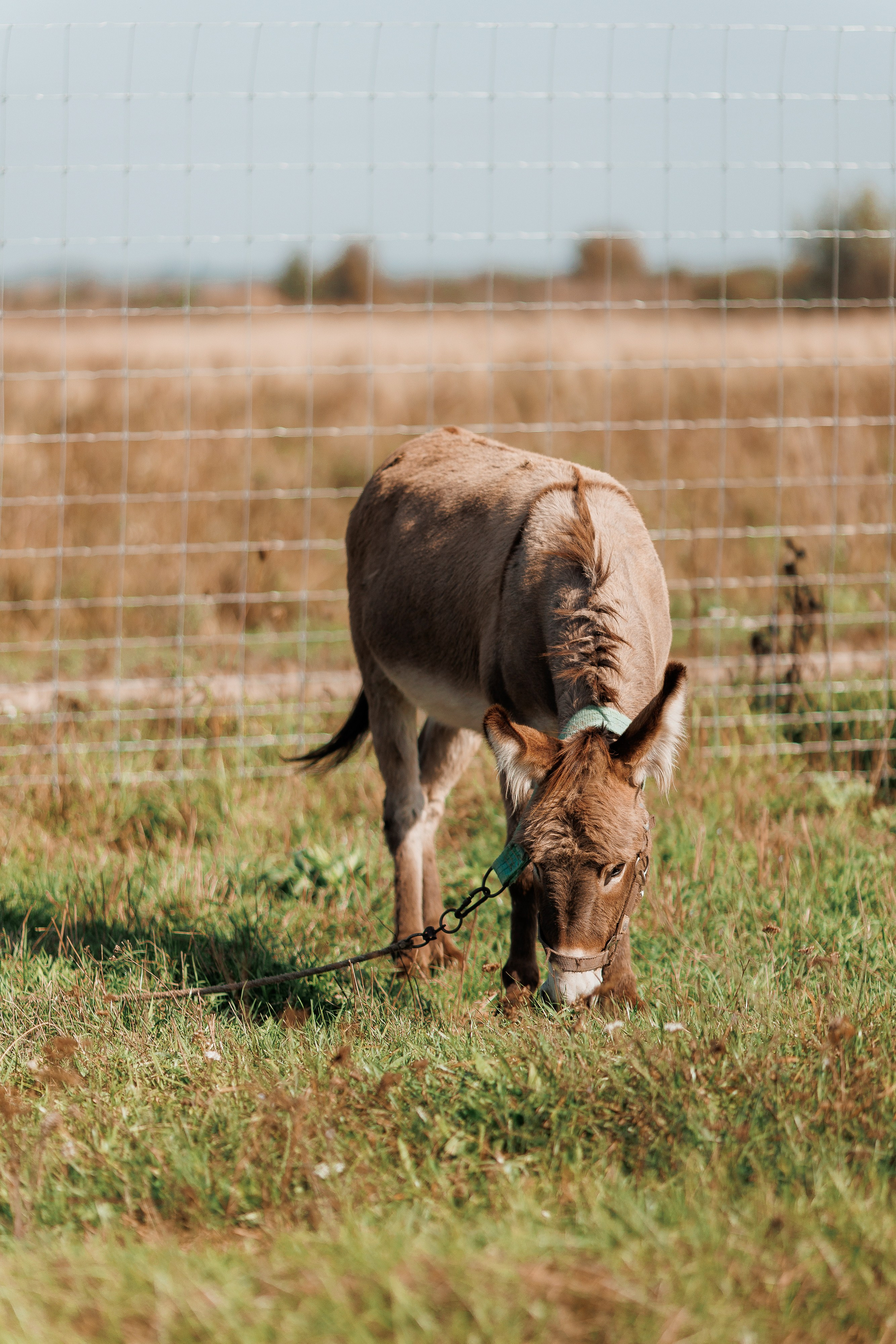 Екопарк Аміла. Ірина Терещук