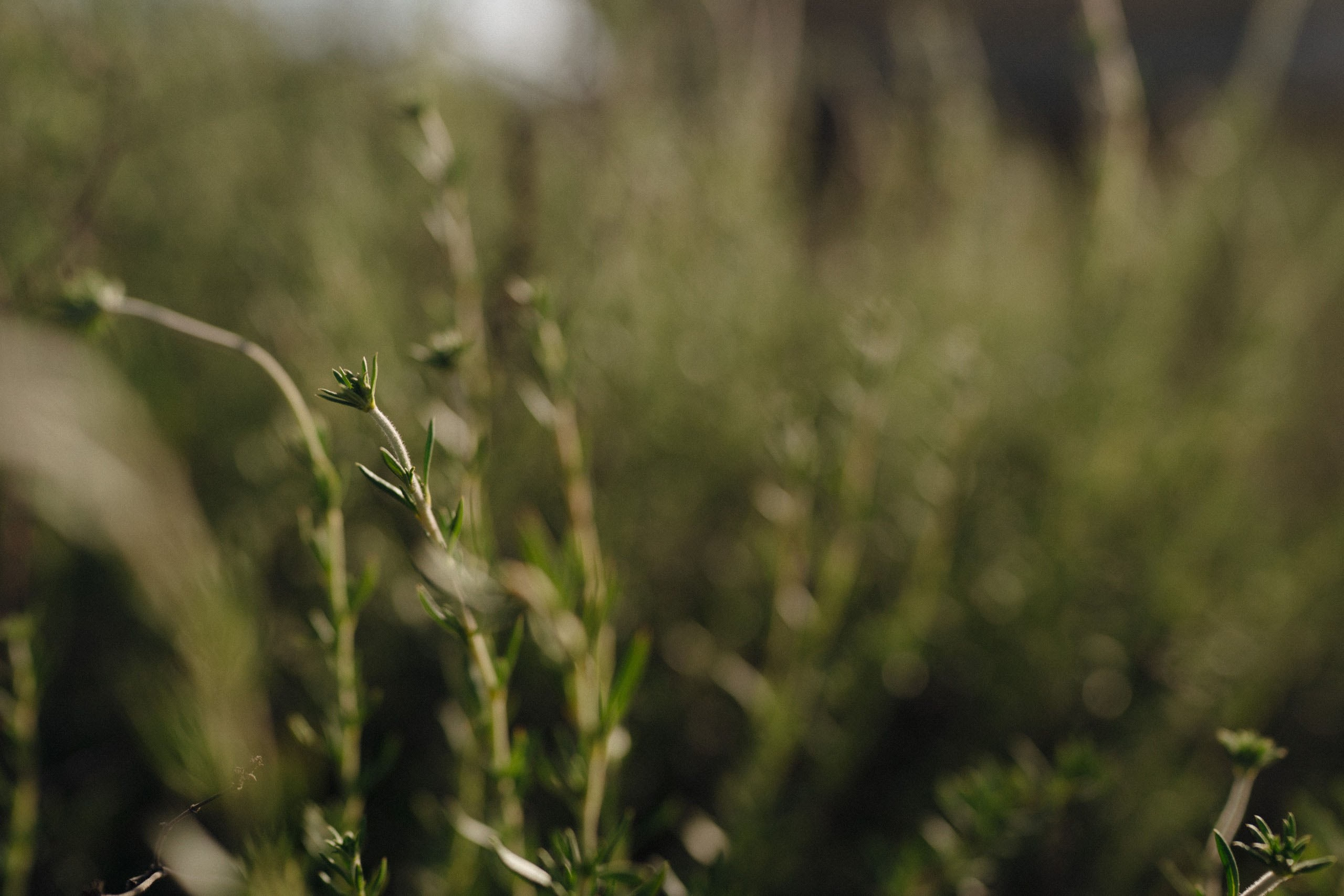 JDJ. Orange County Wedding Photographer & Videographer | Candid & Timeless Wedding Photo + Video | Italiantsev