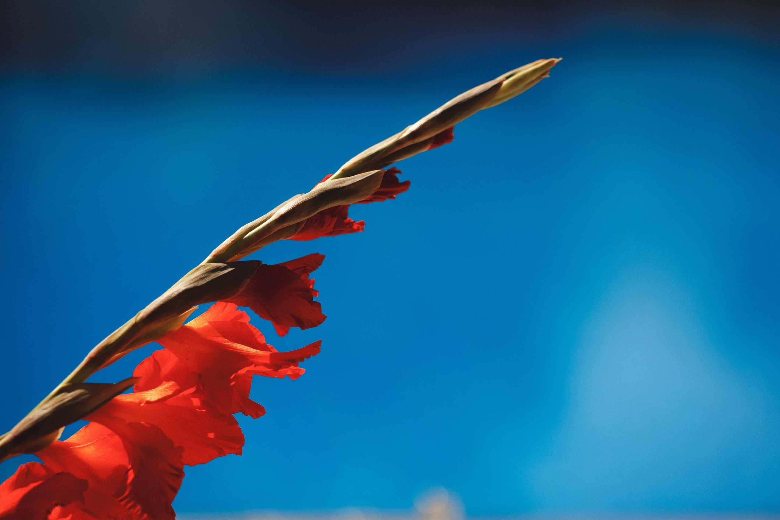 Bogdan & Azaliya. Азимжан Нуритдинходжаев — свадебный фотограф