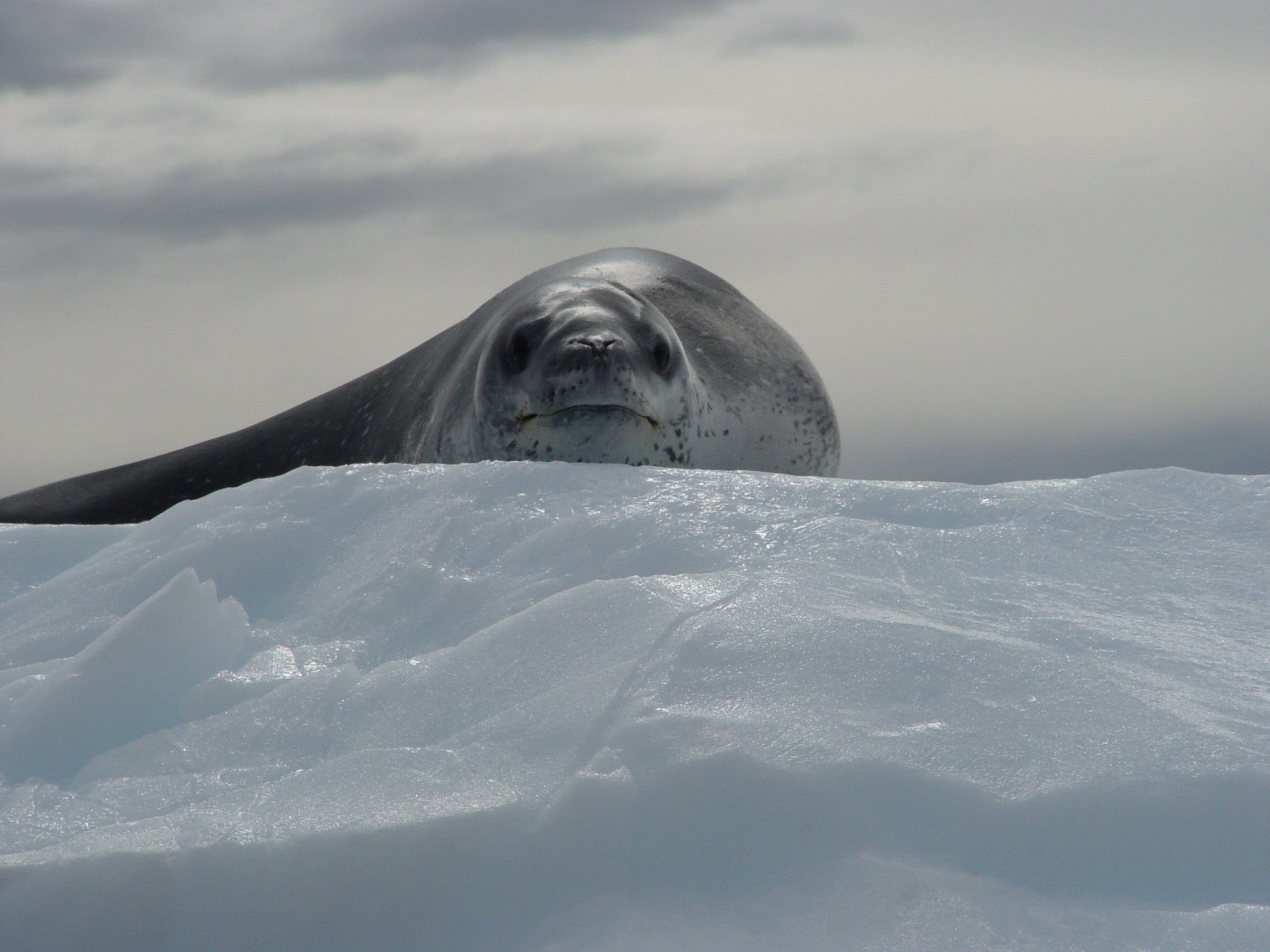 ANTARCTICA. Reportage concert portrait photography in the San Francisco Bay Area