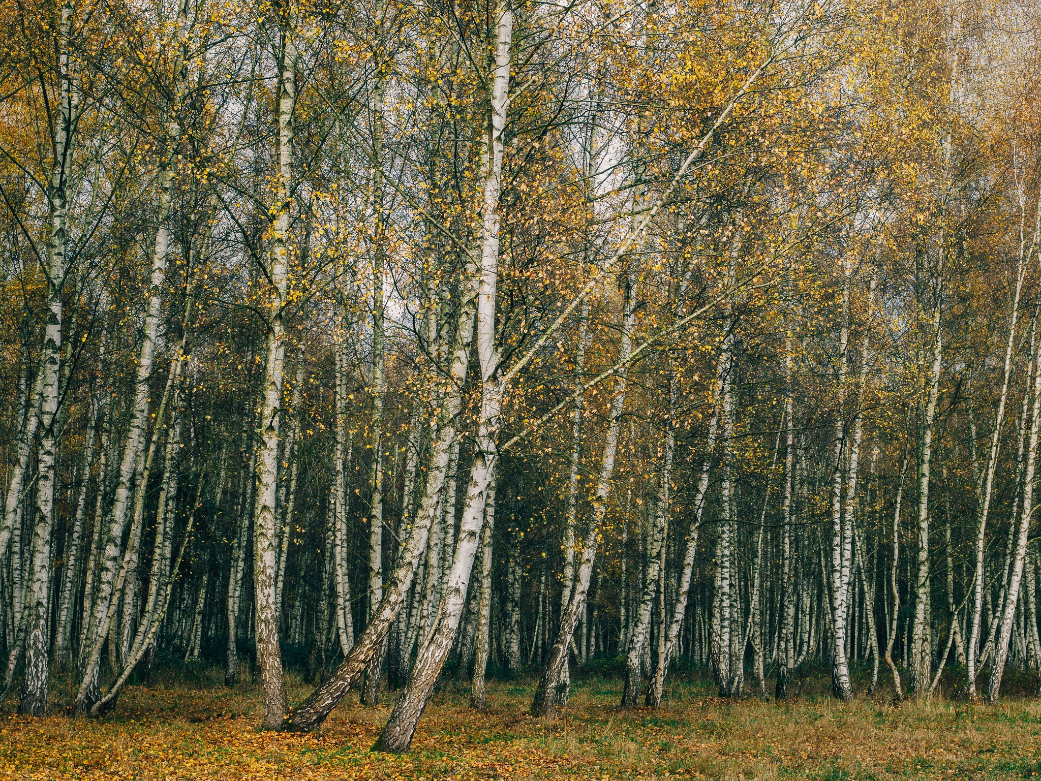 Woodlands. Nature Photographer and Videographer from Germany